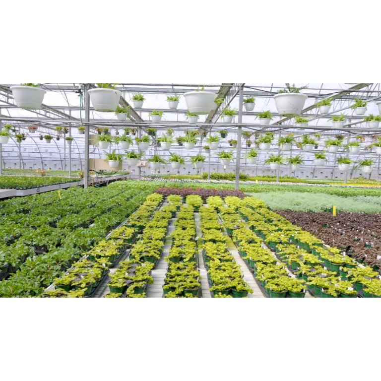 Philodendron Gloriosum 'Zebra' in 2" Pot | Live Plant for Indoor | 3 - 5  inch Tall - Walmart.com
