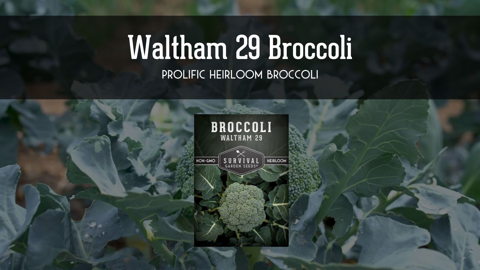 thumbnail video image 2 of 2 Packs Waltham 29 Broccoli - Non-GMO Heirloom Vegetable Seeds - Full Sun Biennial, 2 of 8