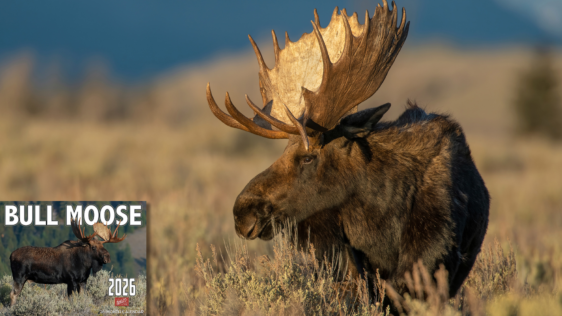 thumbnail video image 2 of 2026 Bull Moose Wall Calendar 16-Month X-Large Size 14x22, Wild Bull Moose Calendar by The KING Company-Monster Calendars, 2 of 7