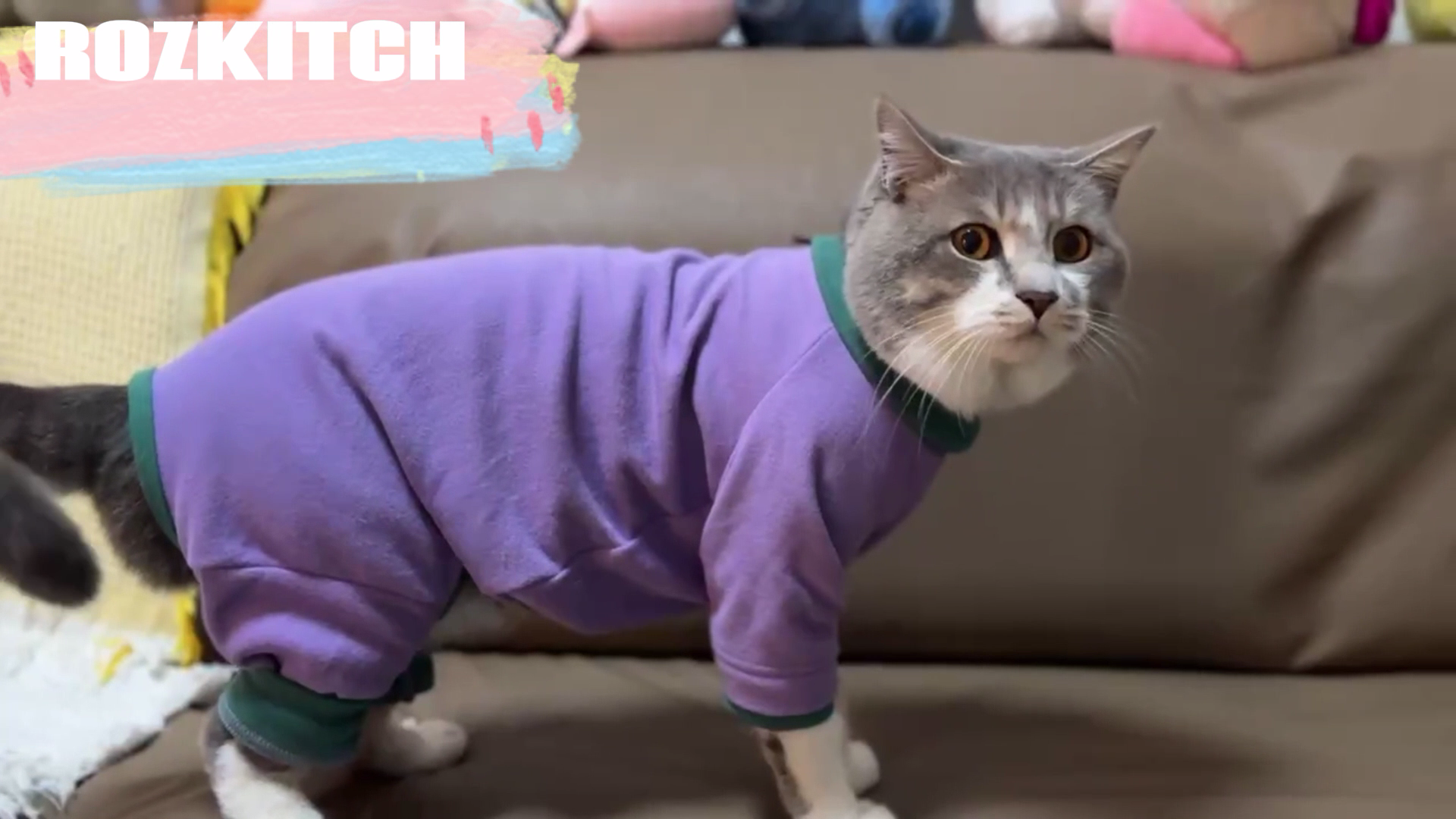 thumbnail video image 2 of ROZKITCH Sticky Hair Cat Clothes Soft Elastic Skin-friendly Cat Recovery Suit Full Body Cat Onesie Prevent Hair Loss Stop Licking Skin Disease (Purple, XL), 2 of 8