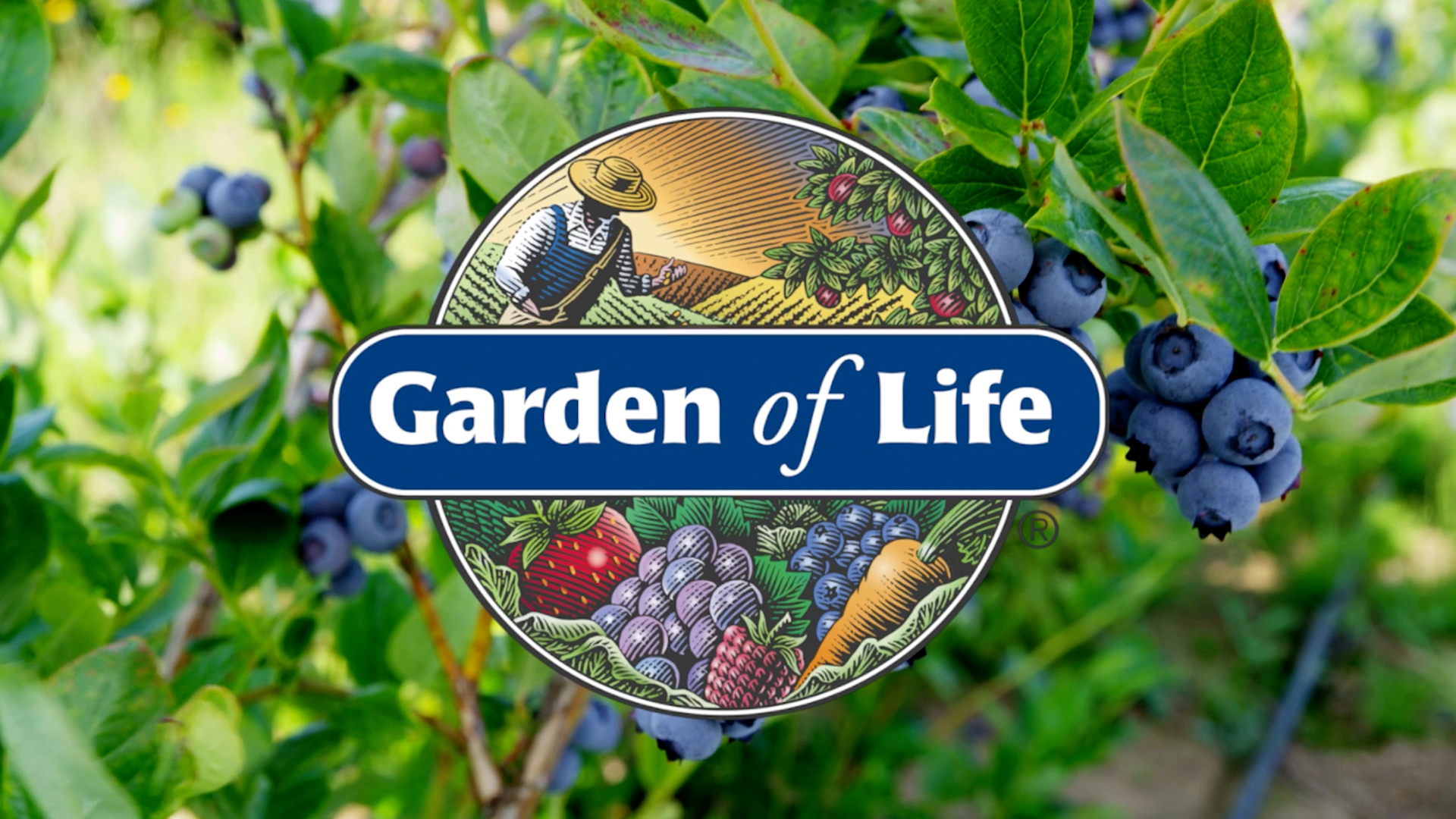 Garden of Life Dr. Formulated Kids Elderberry Immune Gummies, with Echinacea, Zinc, Vitamins C & D, 30 Servings