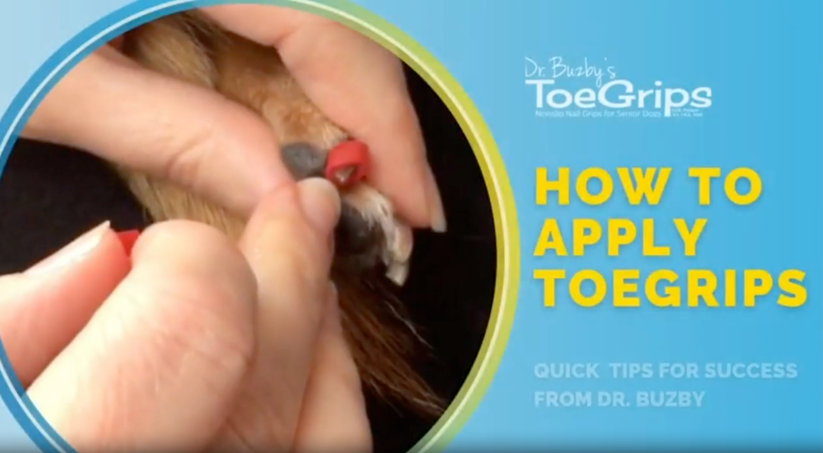 thumbnail video image 2 of Dr Buzby's ToeGrips for Dogs - Large - Instant Traction on Wood/Hardwood Floors -1 Pack (20 Grips), 2 of 8