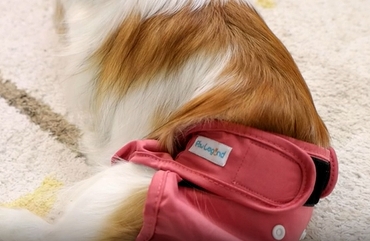 thumbnail video image 2 of Paw Legend Reusable Female Dog Diapers Pack of 3, No Leak Doggie Diapers for Heat Cycle, Black, Blue, Pink, Large, 2 of 7