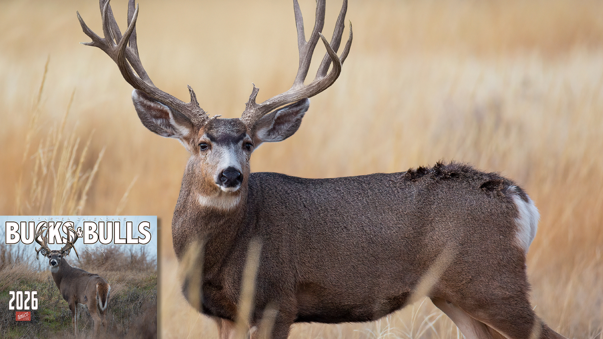 thumbnail video image 2 of 2026 Monster Bucks & Bulls Signature Series Wall Calendar 16-Month X-Large Size 14x22, Whitetail Deer | Mule Deer Buck | Elk Calendar by The KING Company, 2 of 8