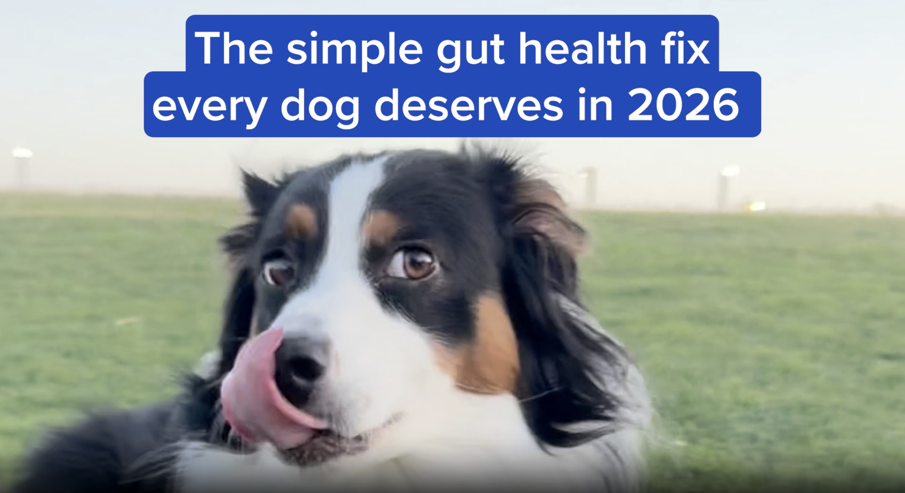 thumbnail video image 2 of PetLab Co. Probiotics for Dogs, Clinically Tested Support for Gut Health, Diarrhea, Digestive Health & Seasonal Allergies - Salmon Flavor, 2 of 10
