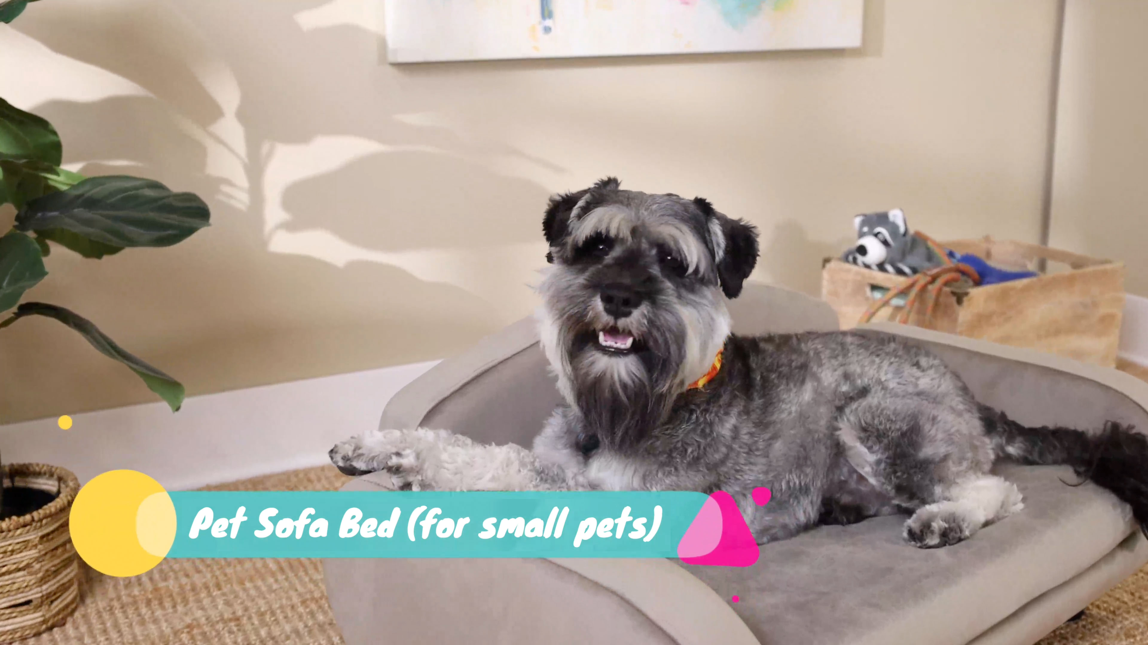 thumbnail video image 2 of Paws & Purrs Cat Sofa Bed, Pet Couch for Indoor Cats Elevated Cat Beds with Removable Washable Mattress Cover for Kitten, Puppy or Small Animal- 31.5" Wide, Teal, 2 of 12