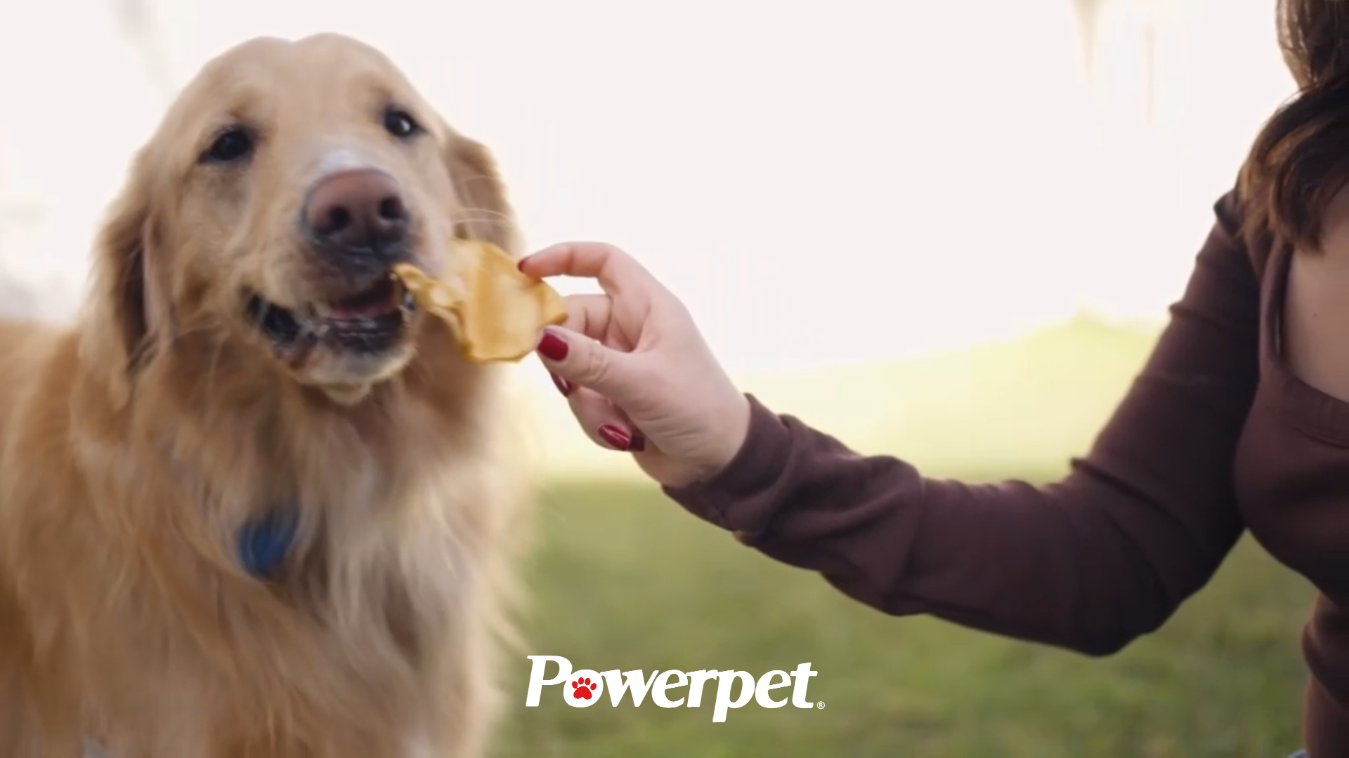 thumbnail video image 2 of Powerpet Smoked Beef Ears, Dental Treats for Dogs, High Protein, Low Fat, 100 Pieces Bag, 2 of 7