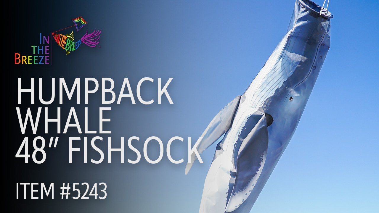 thumbnail video image 2 of In the Breeze 5243 — Humpback Whale 48-inch Fish Windsock — Detailed, Fully Printed Inflatable Windsock, 2 of 5