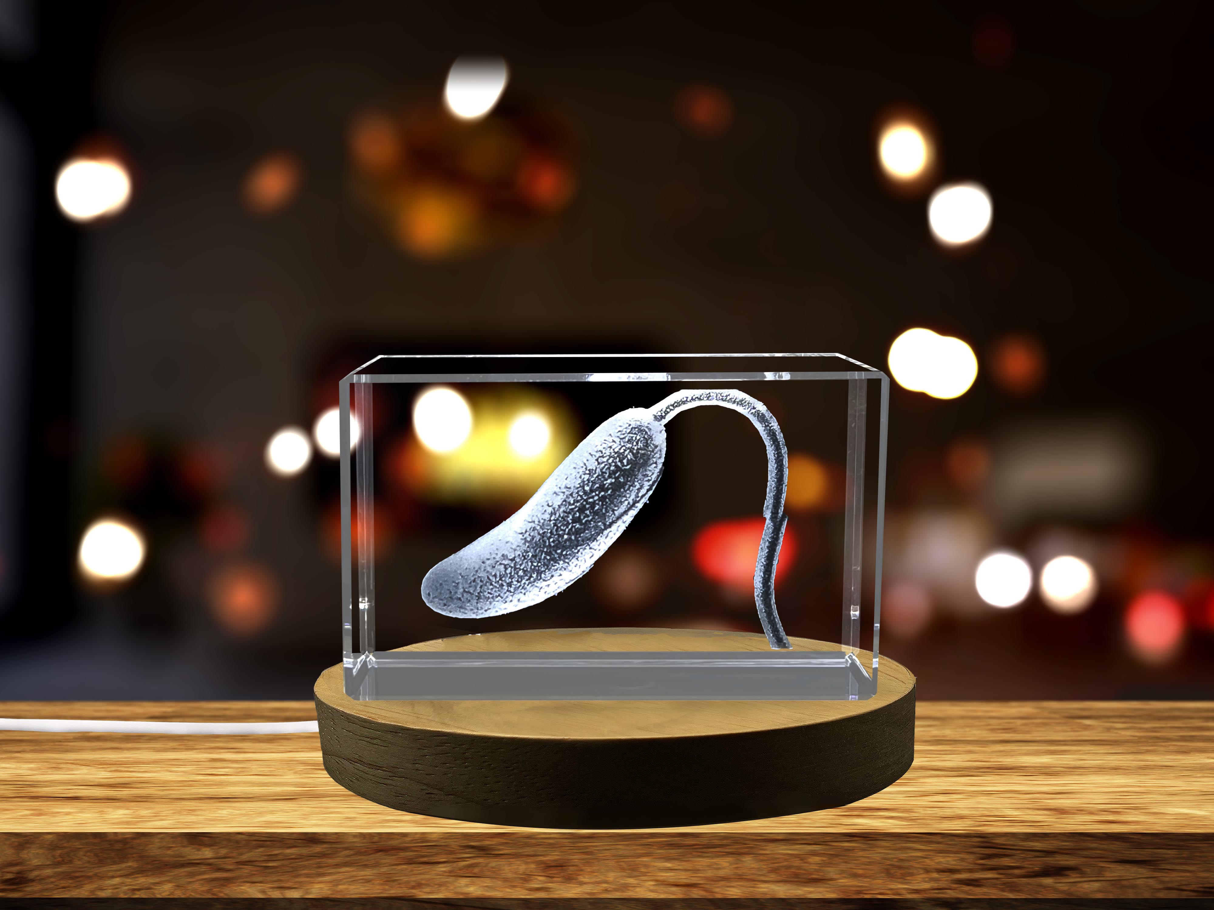 thumbnail video image 2 of Microscopic Insight: 3D Engraved Crystal Vibrio Germ, 2 of 7