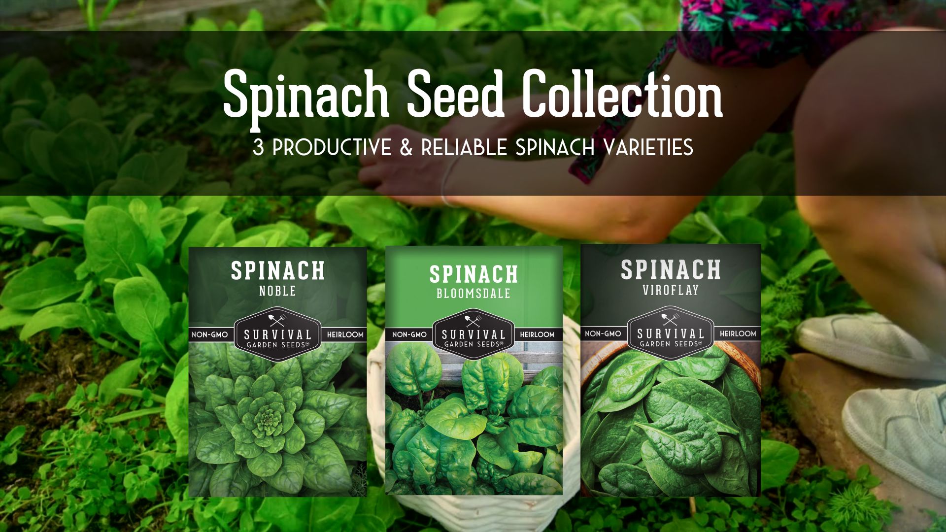 thumbnail video image 2 of 3 Packs Spinach Seed Collection - Full Sun Annual Vegetable Seeds, 2 of 9