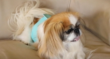 thumbnail video image 2 of Paw Legend Washable Male Dog Diapers with Belly Wrap, Army, Grey, Navy (Black Lining), Small 3 Pack, 2 of 8