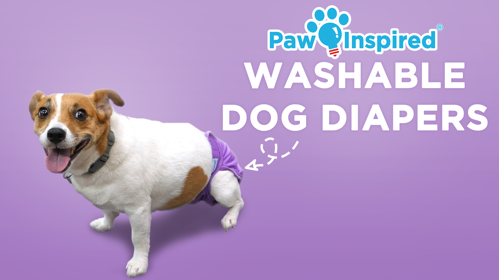 thumbnail video image 2 of Paw Inspired 3ct Washable Reusable Dog Diapers for Female Doggie, Puppy, Cat, Cloth Diapers for Dogs in Heat, Pet Diapers, Incontinence Diapers that Stay On (Assorted (Black Lining), Medium), 2 of 8