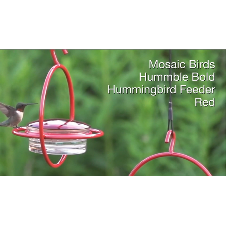 激レア mansfield HummingBird Many-spotted Hummingbird - eBird