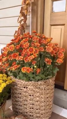 thumbnail video image 2 of CLIQKWEN Artificial Fall Mums & Eucalyptus Bouquet - UV Resistant Outdoor Flowers, Fade-Resistant & Weatherproof for Porch/Patio, Rich Sunset Colors, 2 of 7