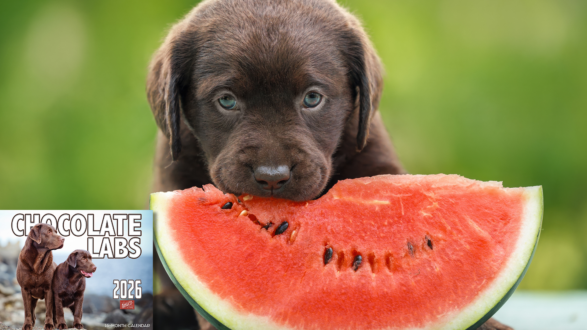 thumbnail video image 2 of 2026 Chocolate Labrador Dog Wall Calendar 16-Month X-Large Size 14x22, Chocolate Lab Dog Calendar by The KING Company-Monster Calendars, 2 of 6