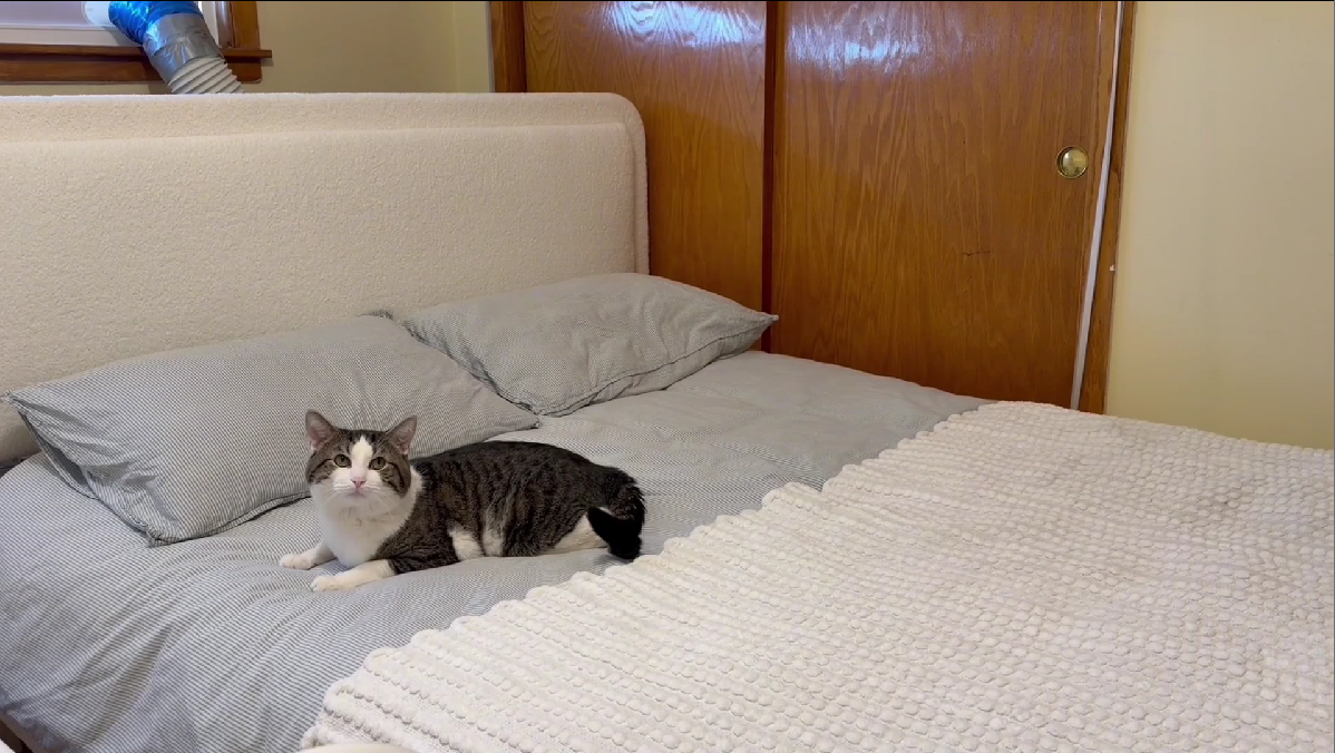 thumbnail video image 2 of Frostbloom Queen Bed Frame with Boucle Adjustable Headboard, Cloud Style Upholstered Platform Bed, Brown, 2 of 10