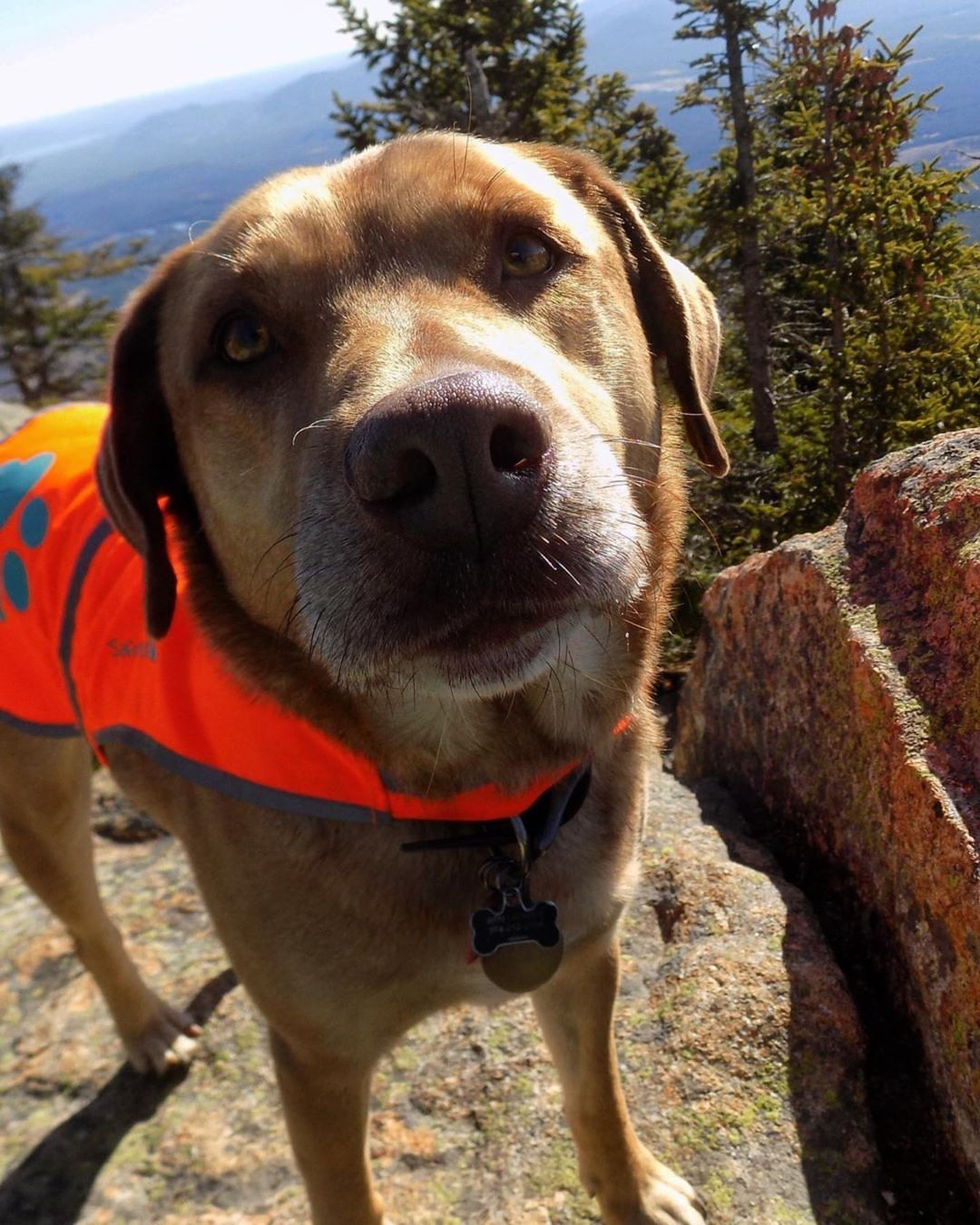 thumbnail video image 2 of SafetyPUP XD Blaze Orange Reflective Dog Vest – Hi-Vis Safety Vest for Hunting & Outdoor Protection, 2 of 9