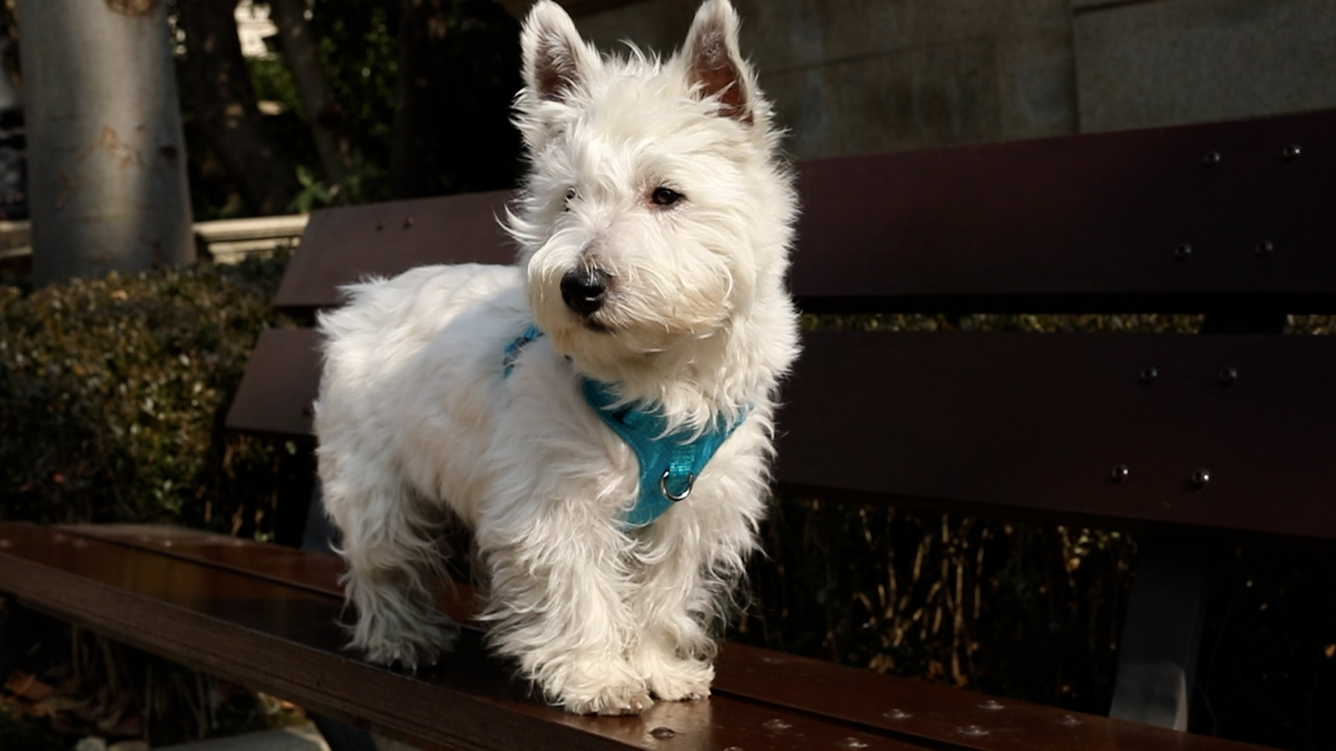 thumbnail video image 2 of Dog Harness Step in Dog Vest Harness, Reflective Adjustable Puppy No Pull Harness Breathable Soft for Small and Medium Dogs Cats, Camo, XS, 2 of 10