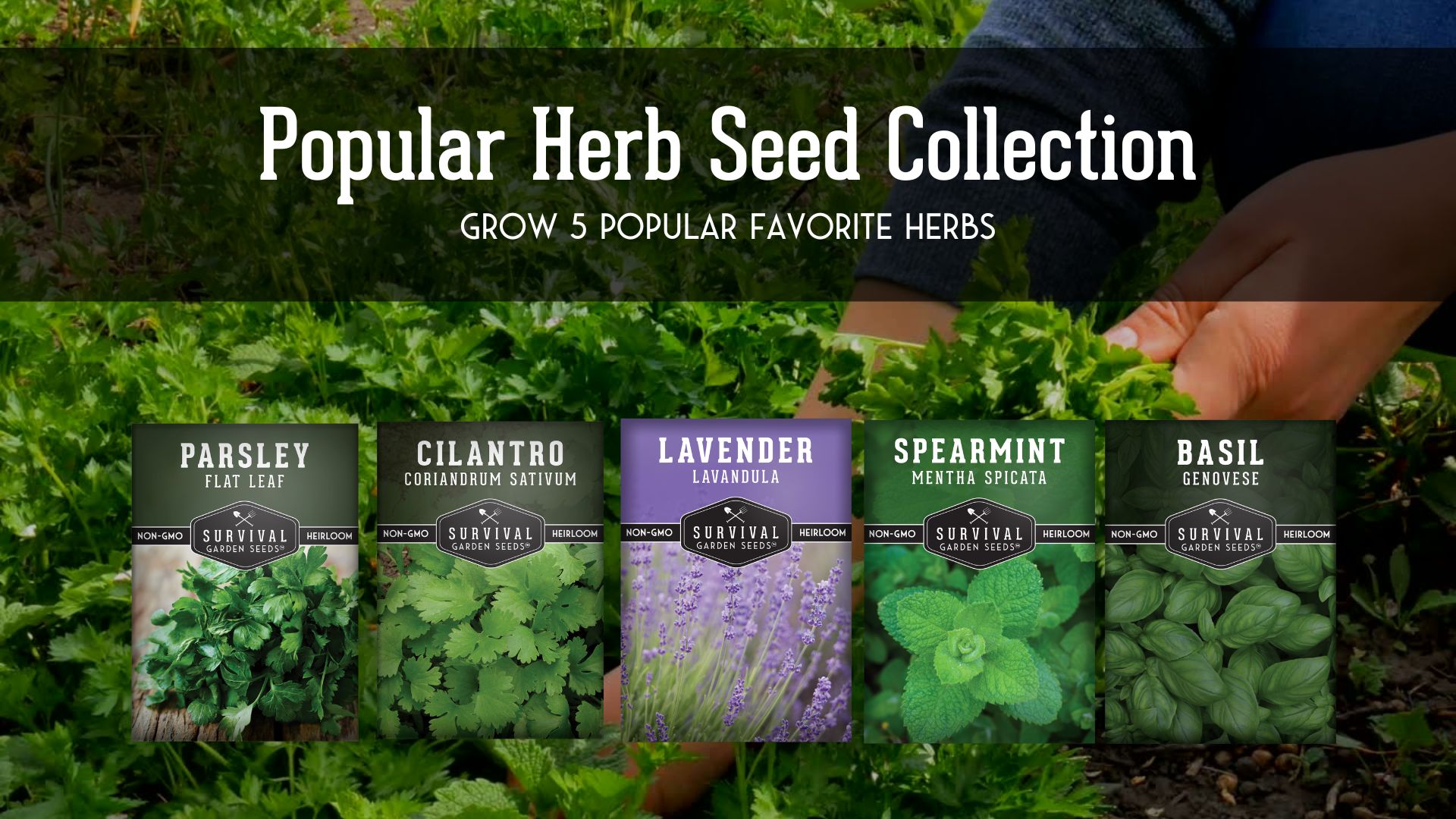 thumbnail video image 2 of Herb Seeds 5 Variety Pack - Lavender Spearmint Basil Cilantro Parsley - Heirloom Full Sun, 2 of 9
