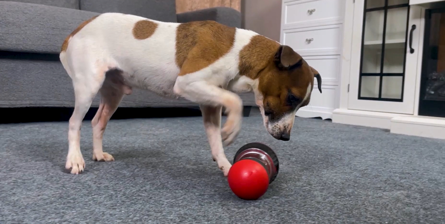 thumbnail video image 2 of JoyBruko Interactive Dog Treat Puzzle Toys, Treat Dispensing Dog Enrichment Toys to Keep Them Busy, Adjustable Puppy Puzzle Feeder for Smart Dogs, Cognitive Toy for Small Medium Large Breed, Blue, 2 of 7