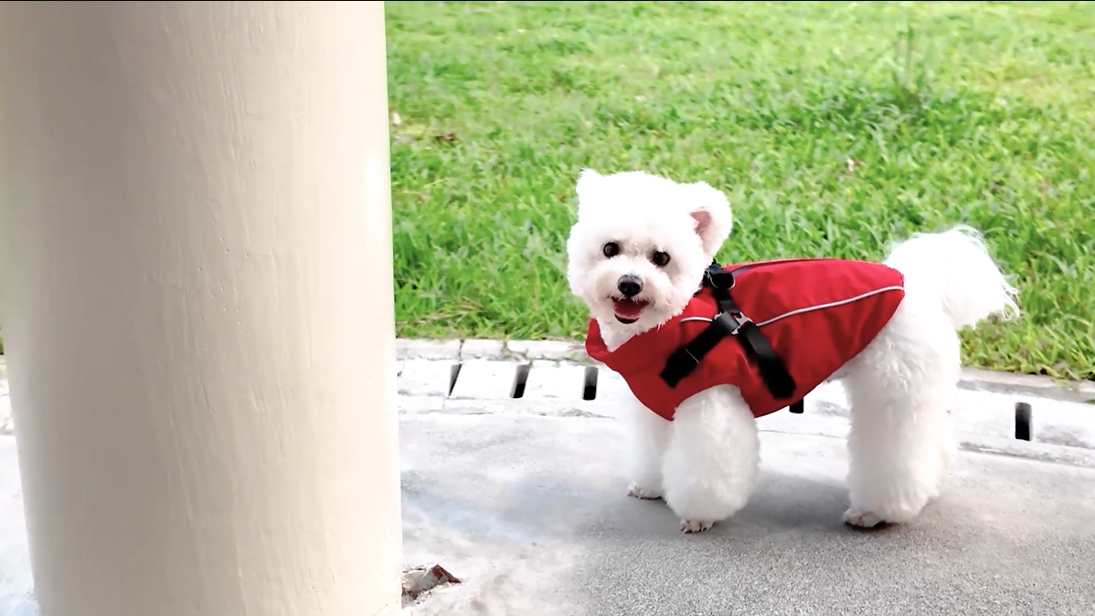 thumbnail video image 2 of PcEoTllar Winter Dog Coat with Harness, Waterproof Reflective Dog Winter Jacket, Thick Fleece Snowsuit Christmas Vest for Small Dogs 8-11 lbs, Orange, 2 of 10