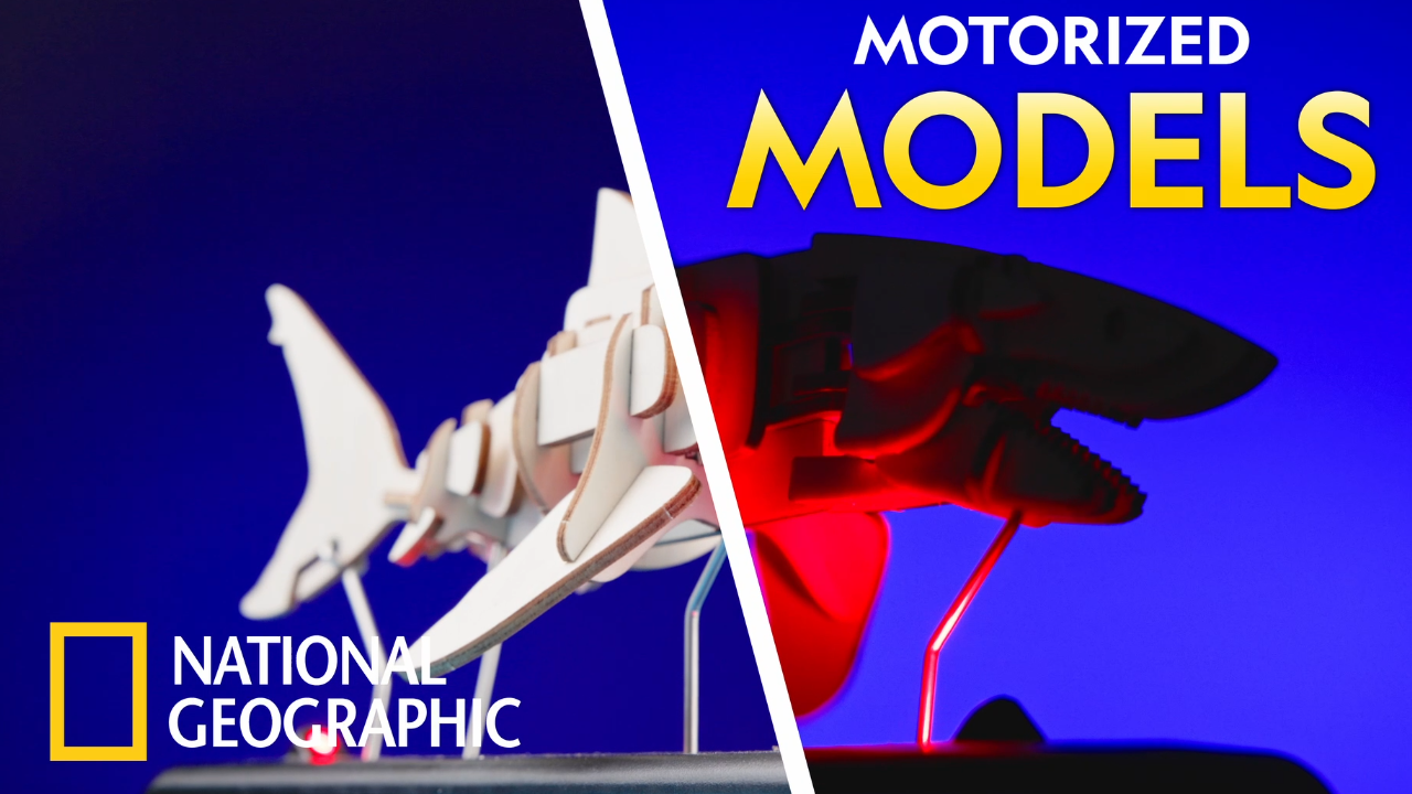 thumbnail video image 2 of National Geographic Motorized Whale 3D Puzzle – 32-Piece Wooden Model Kit with Light-Up Display Base and Whale Facts, Moving Whale STEM Activity for Kids, 2 of 7