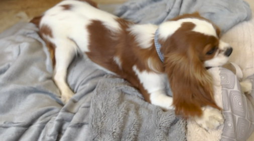 thumbnail video image 2 of Dog Blankets for Large Dogs,Super Soft Warm Sherpa Fleece Plush Doggie Blankets and Throws for Small Medium Puppy Doggy Pet Cats, 2 of 6
