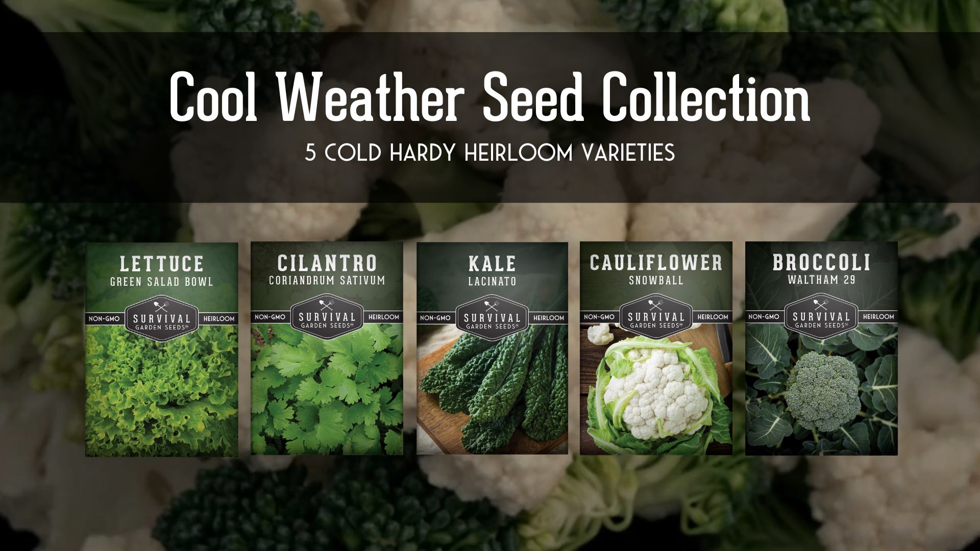 thumbnail video image 2 of Cool Weather Vegetable Seeds 5 V ariety Pack - Spinach Kale Cilantro Broccoli Lettuce - Full Sun Annual, 2 of 7