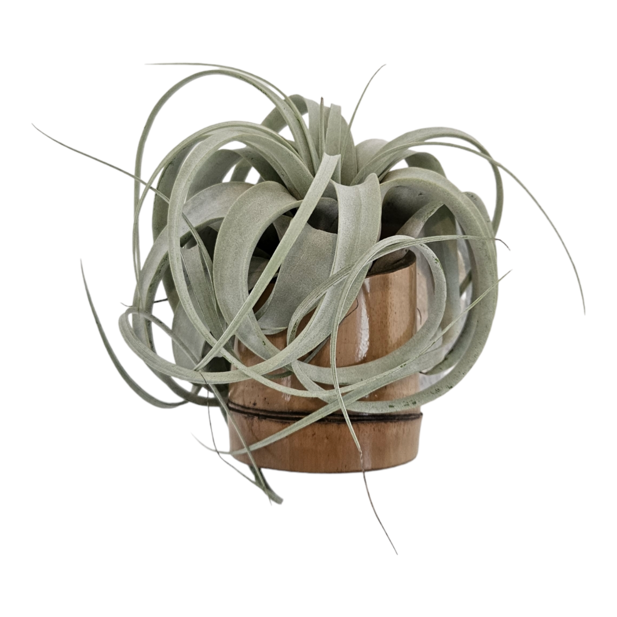 thumbnail video image 2 of It Blooms Red Tillandsia Ionantha Fuego Air Live Plants, 2 of 6