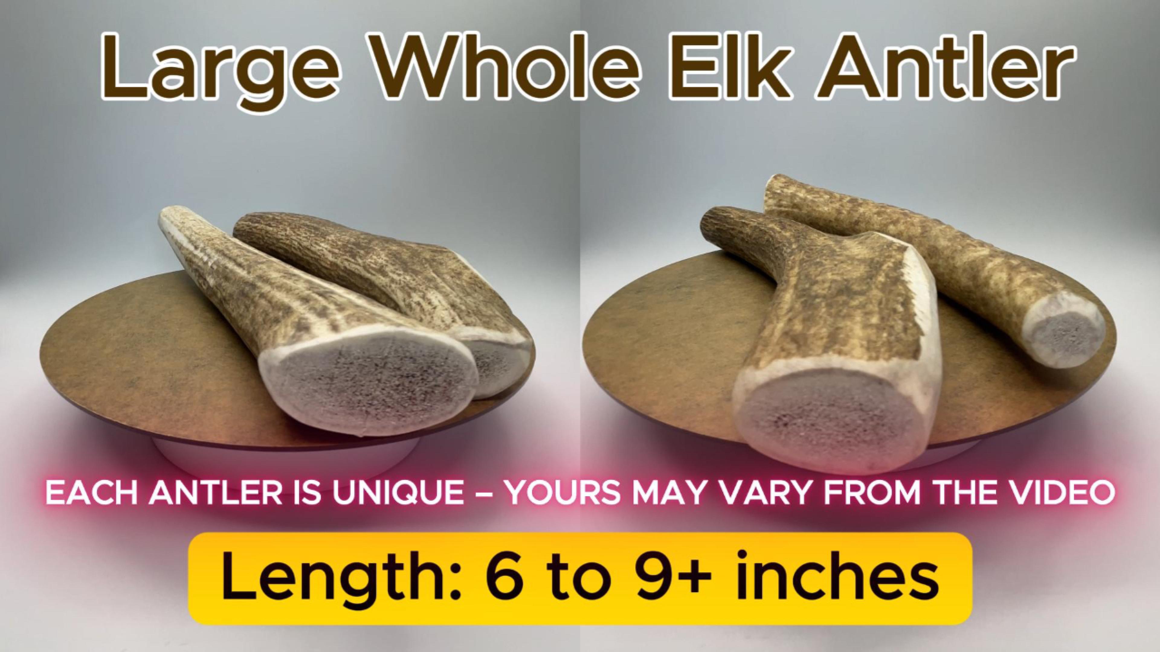 thumbnail video image 2 of Deluxe Naturals 2-Pack Large Whole Elk Antler Dog Chews, Natural Long-Lasting Chew Treat for Medium and Large Dogs, 2 of 10
