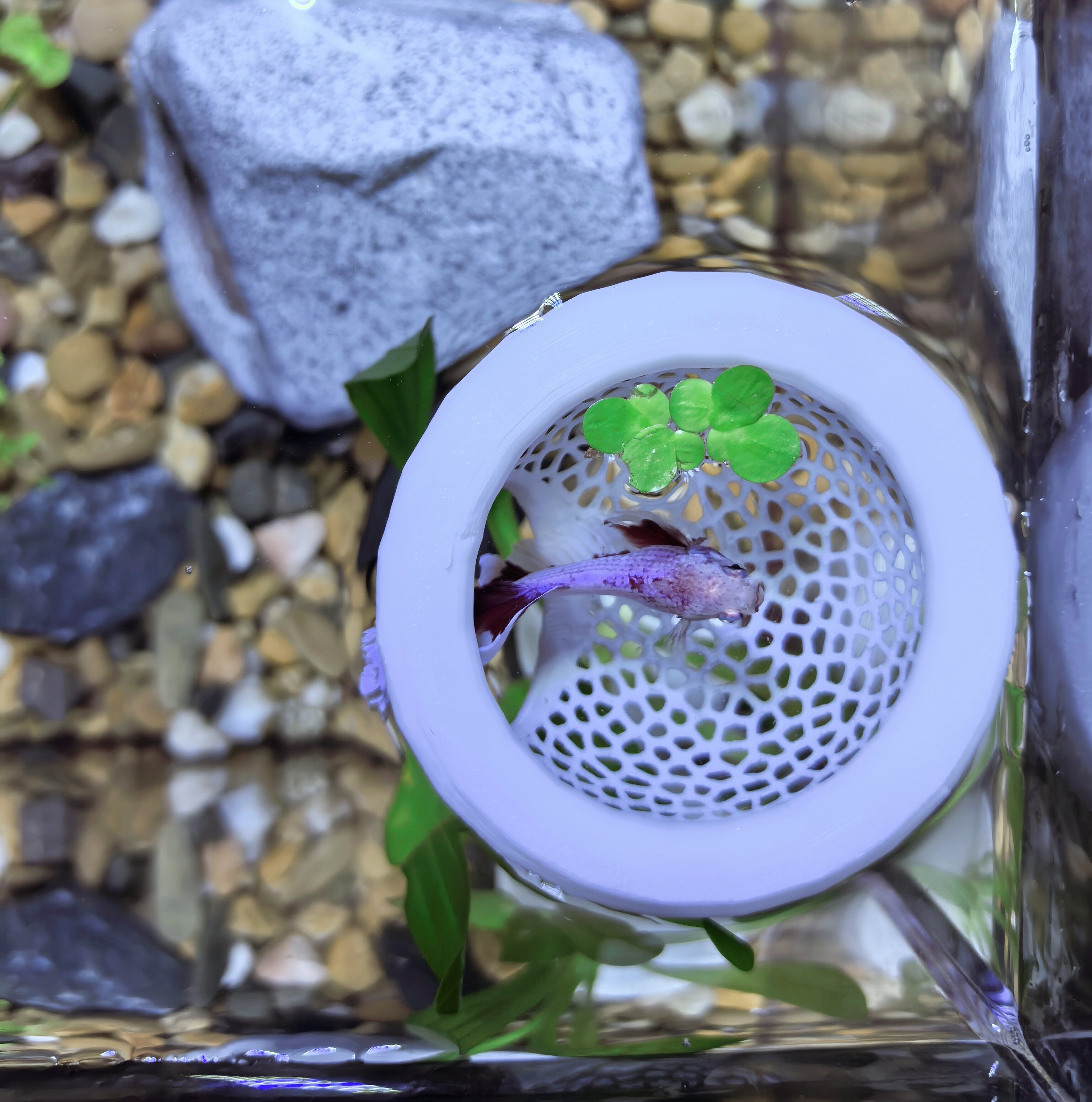 thumbnail video image 2 of YUNBAO Floating Betta Hide & Shrimp Cave – All-in-One Aquarium Hammock, Feeder, and Safe Resting Spot for Stress-Free Fish Tanks,  Small Fish Bowl Decoration, White, 2 of 9