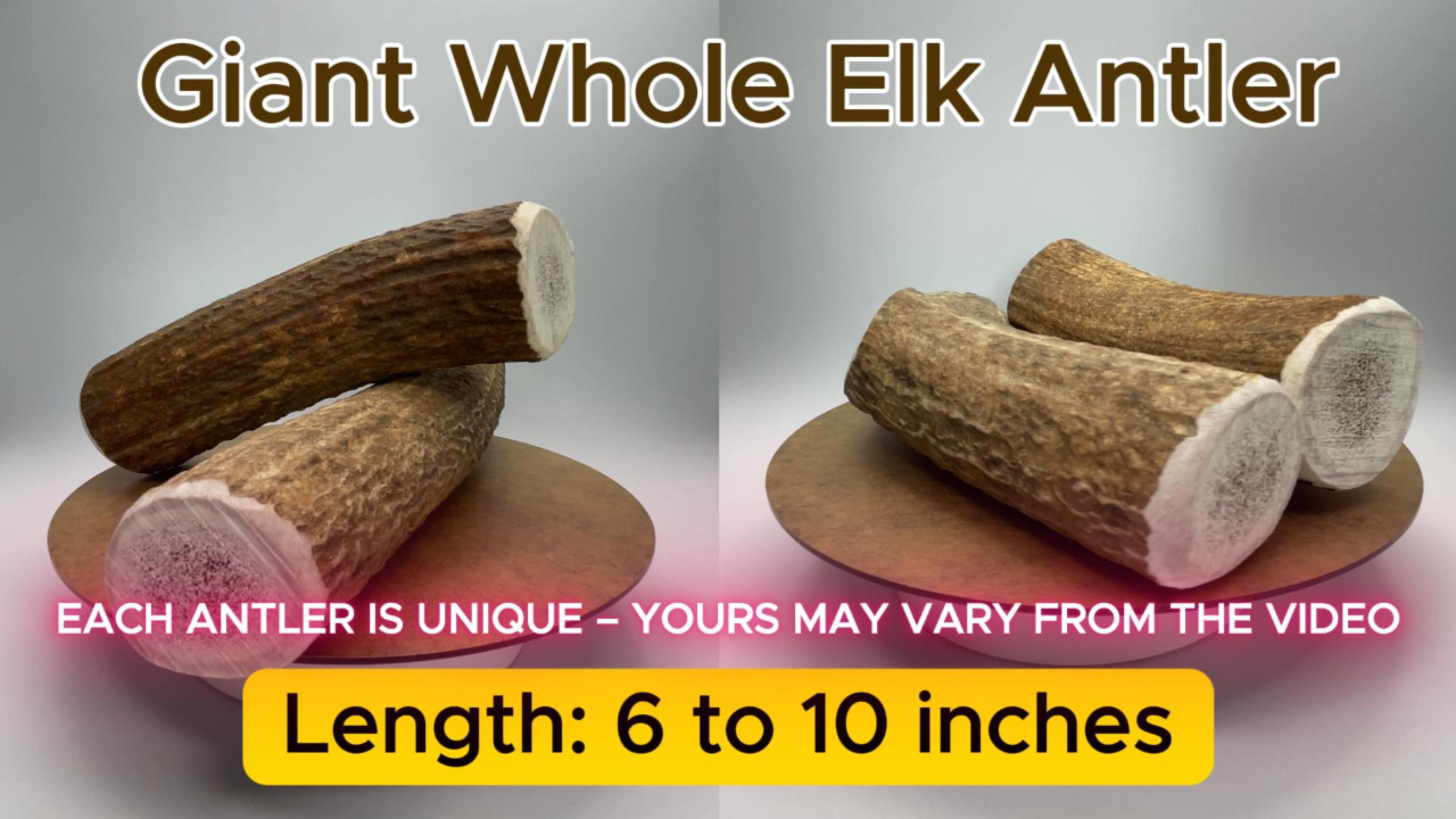thumbnail video image 2 of Deluxe Naturals 1-Pack Giant Whole Elk Antler Dog Chew, Natural Long-Lasting Chew Treat for Medium, Large, and Giant Dogs, 2 of 10