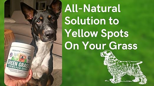 thumbnail video image 2 of BARK&SPARK All-Natural Grass Burn Spot Chews for Dogs - Pee Lawn Spot Saver - Grass Restore Treats - Dog Urine Neutralizer Solution for Grass Burn Spots - Made in USA - 120 Chews, 2 of 8
