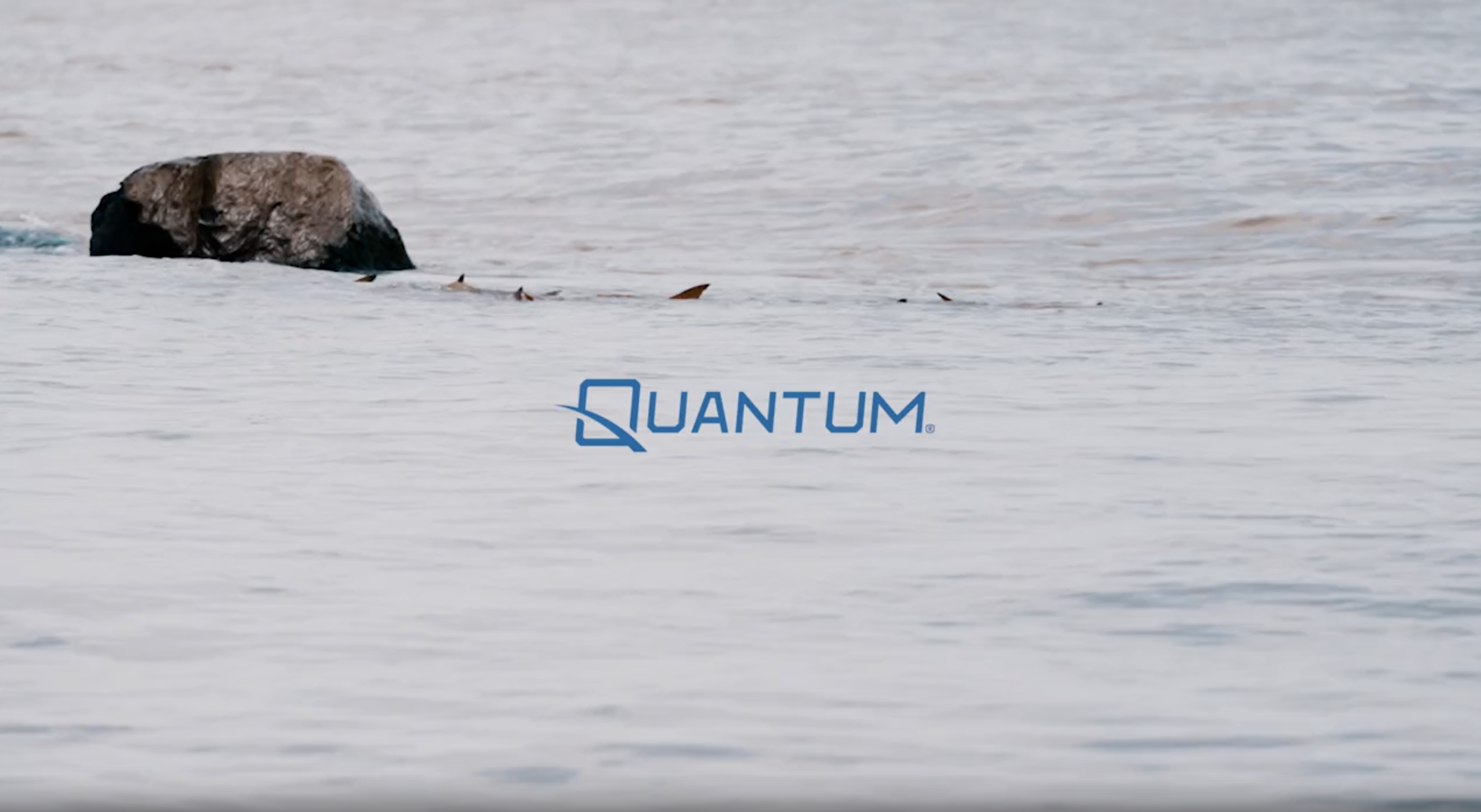thumbnail video image 2 of Quantum Myth Spinning Fishing Rod, 7-Foot 6-Inch, 1-Piece, Medium Power, Fast Action Rod, HXS30 Graphite Blank, Seaguide Line Guides, Fuji DPS Reel Seat, Cork Handle, Gray/Blue, 2 of 8