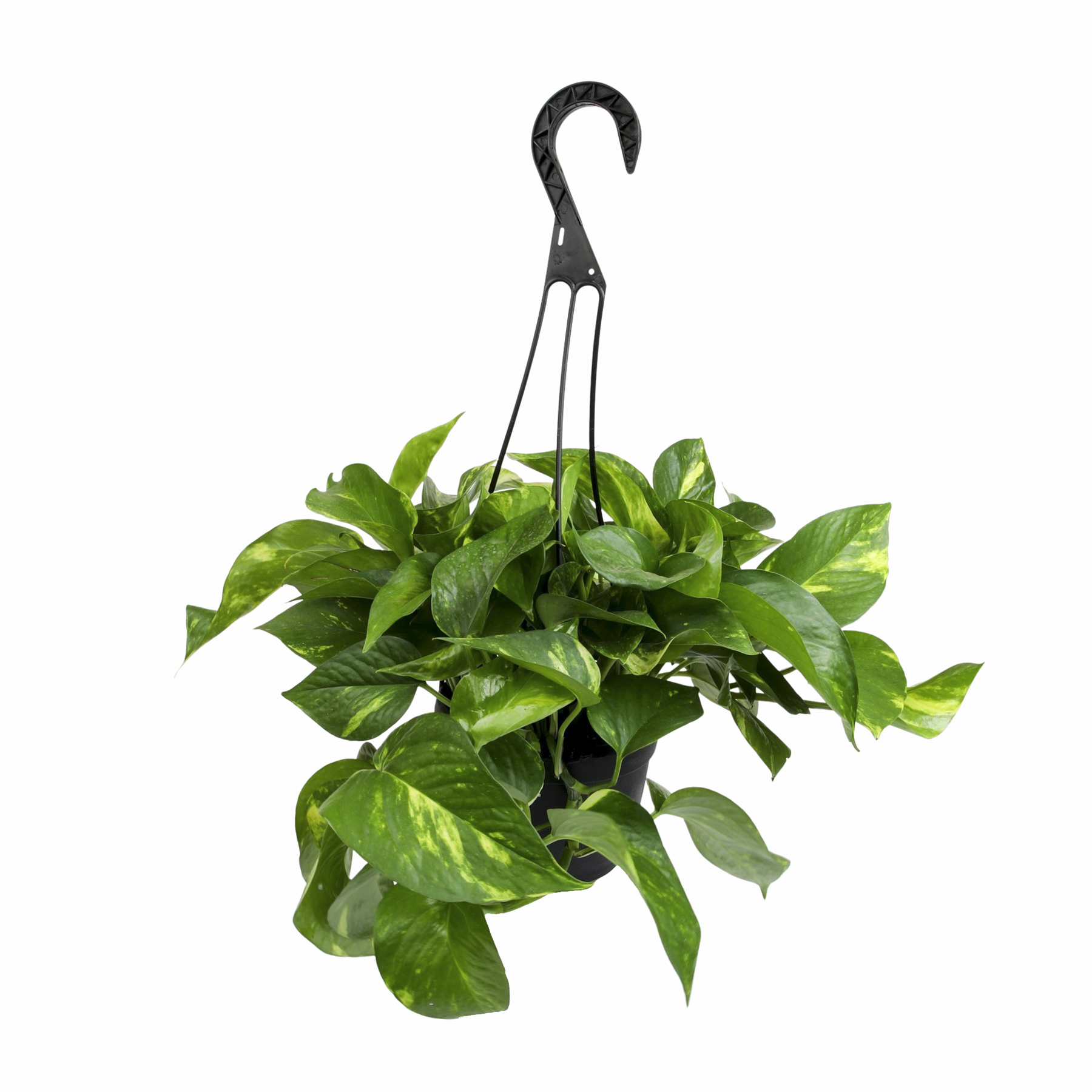 Expert Gardener Golden Pothos Basket, Easy Care Houseplant