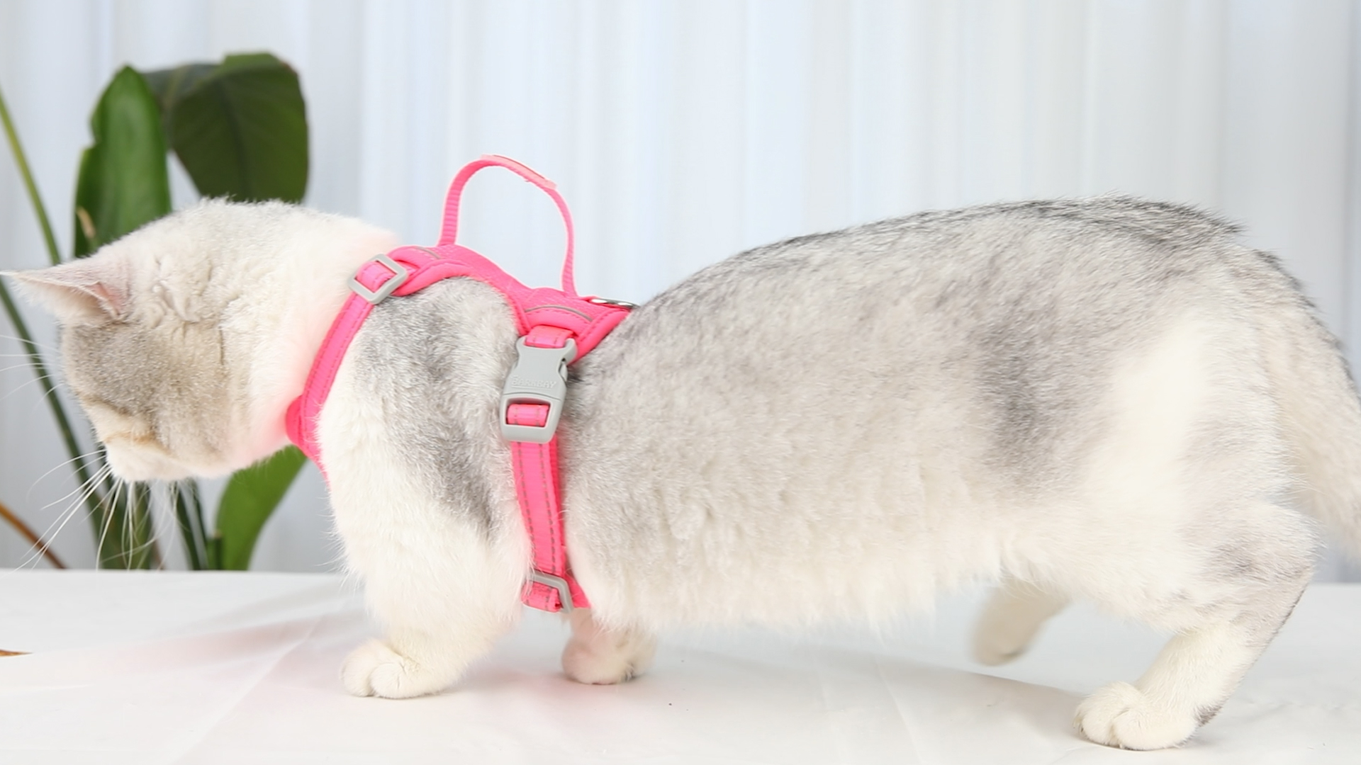 thumbnail video image 2 of Cat Harness and Leash Set Escape Proof for Kitten Walking, Soft Adjustable Top Handle Vest Harnesses for Cats, Easy Control Breathable Reflective Small Medium Large, Blue,XS, 2 of 10