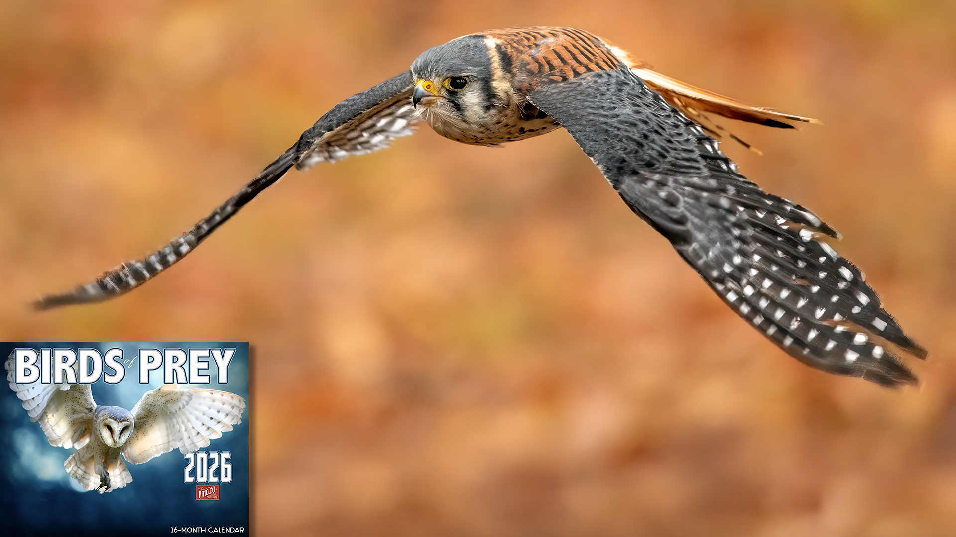 thumbnail video image 2 of 2026 Birds of Prey Wall Calendar 16-Month X-Large Size 14x22, Best Eagle, Hawk, Owl by The KING Company-Monster Calendars, 2 of 8