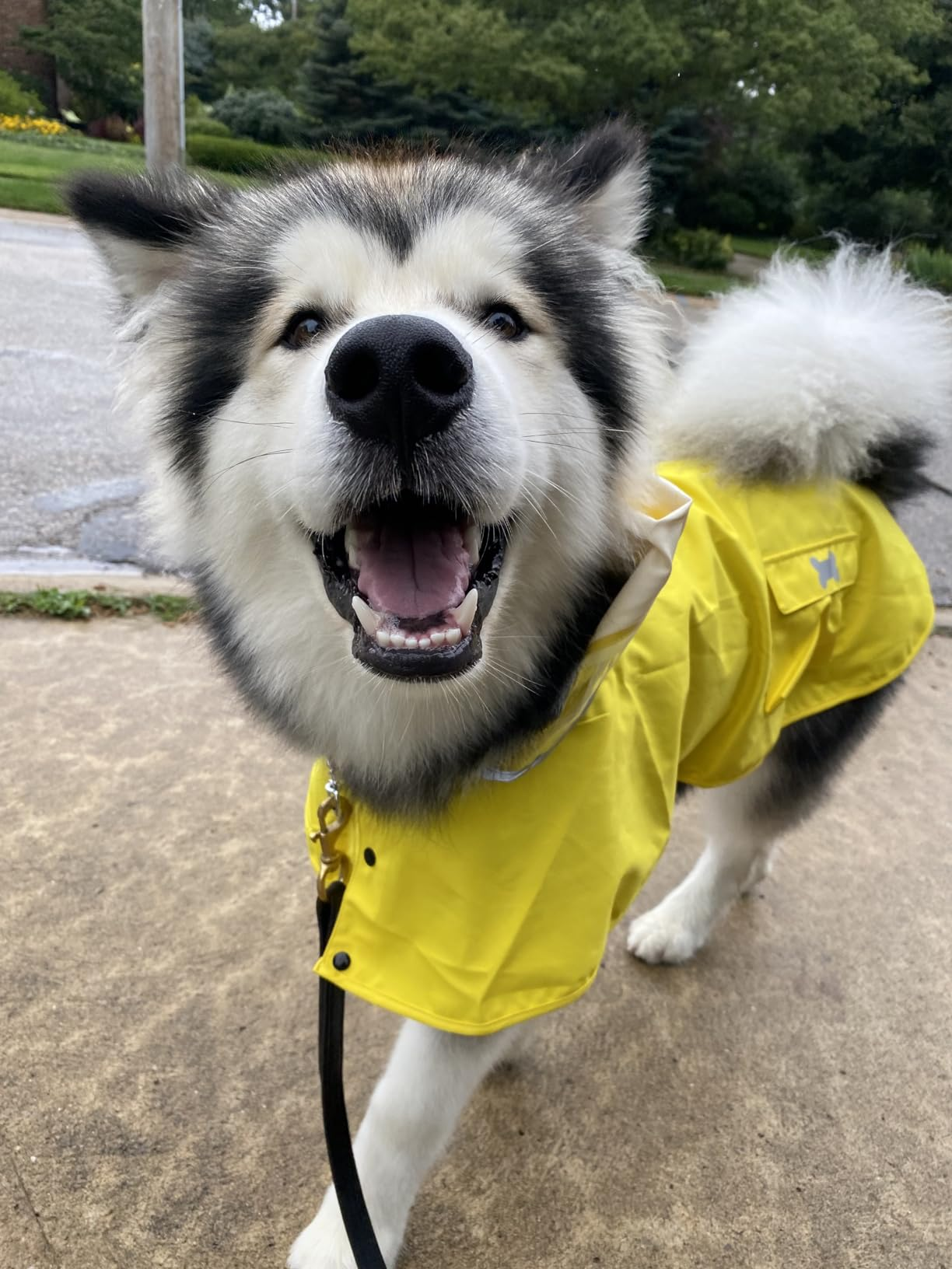 thumbnail video image 2 of Dog Raincoat, Lightweight Waterproof & Reflective with Hood, Adjustable Pet Poncho（Yellow Duck,XX-Large), 2 of 10