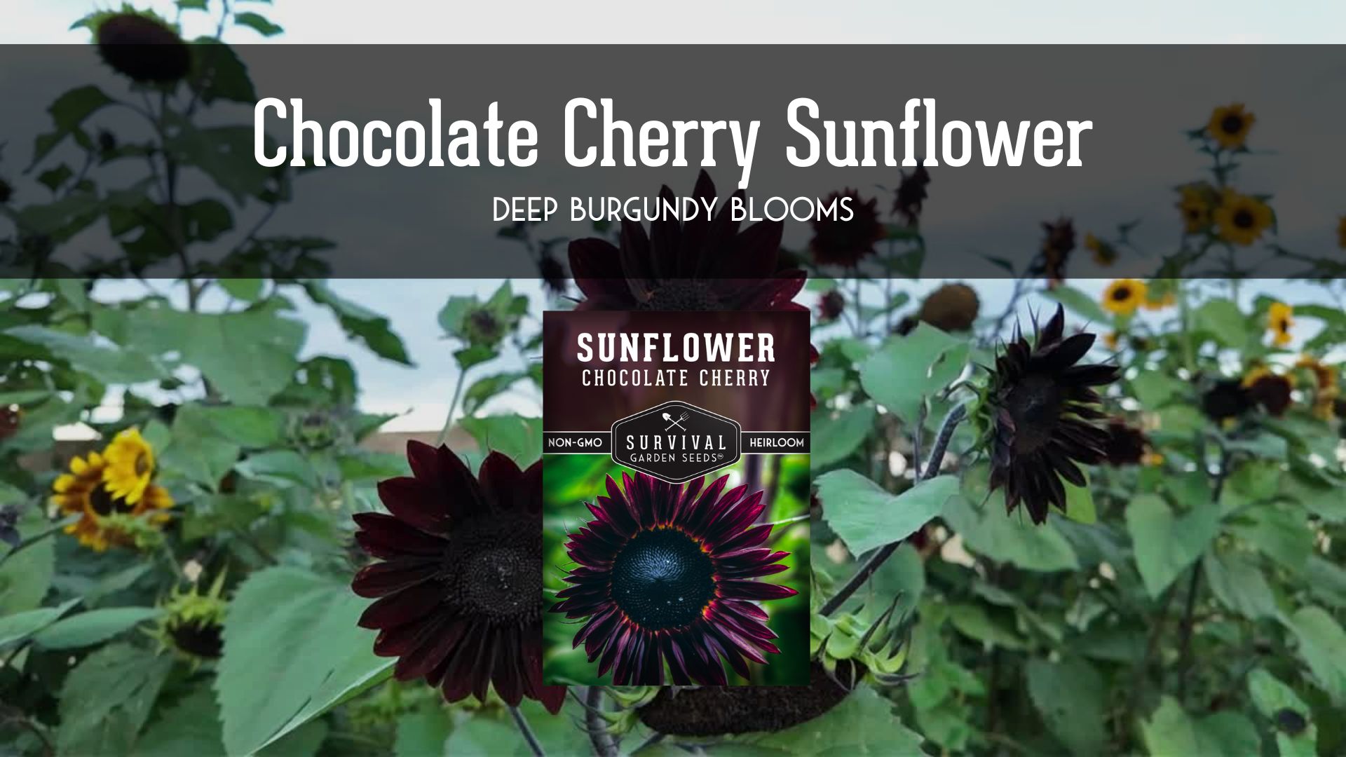 thumbnail video image 2 of 2 Packs of Chocolate Cherry Sunflower Seeds - Heirloom Full Sun Annual Flower, 2 of 8