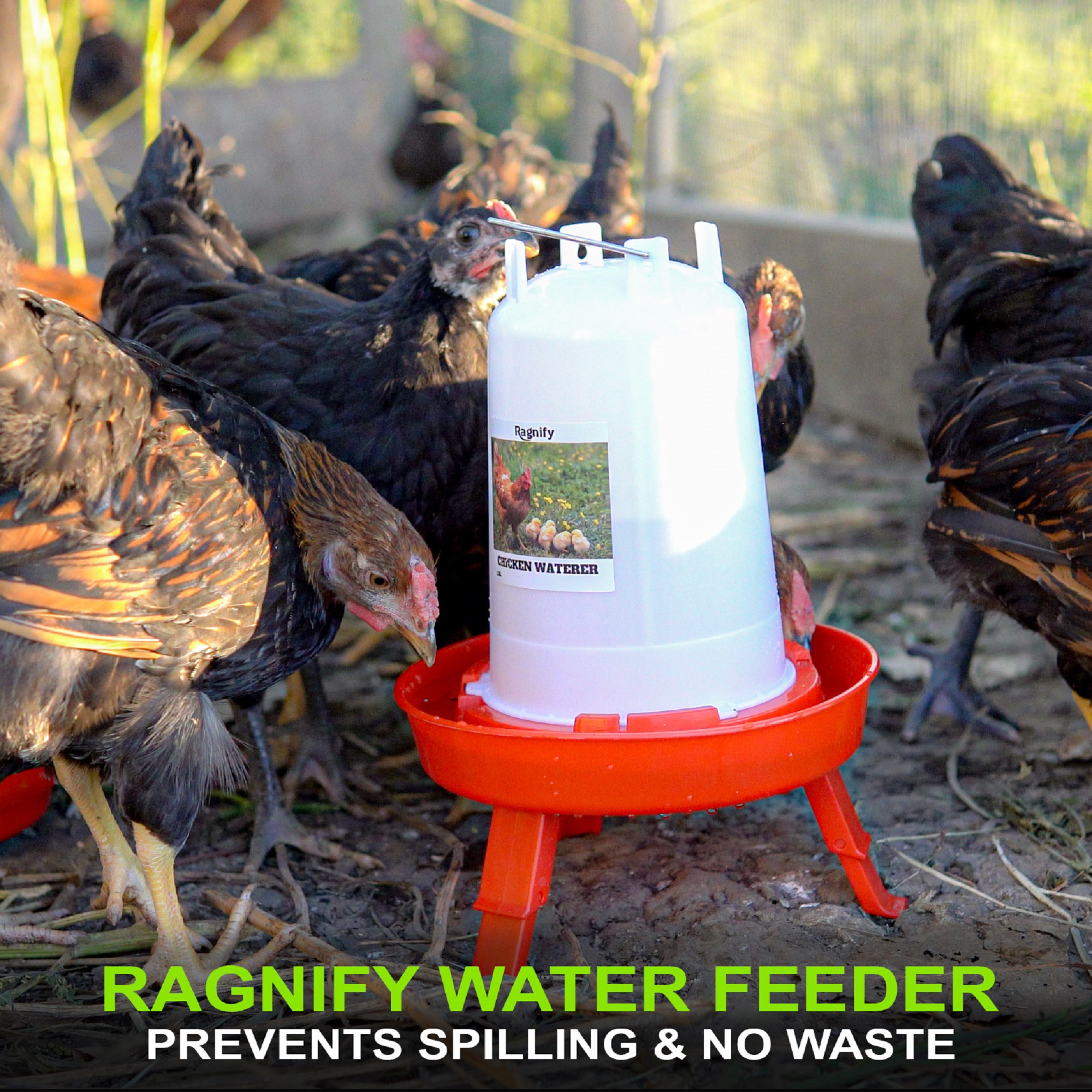 thumbnail video image 2 of Ragnify Chicken Feeder & Waterer Set - Rainproof 1Kg Feeder & 1.5L Waterer with Adjustable Legs (Small), 2 of 6