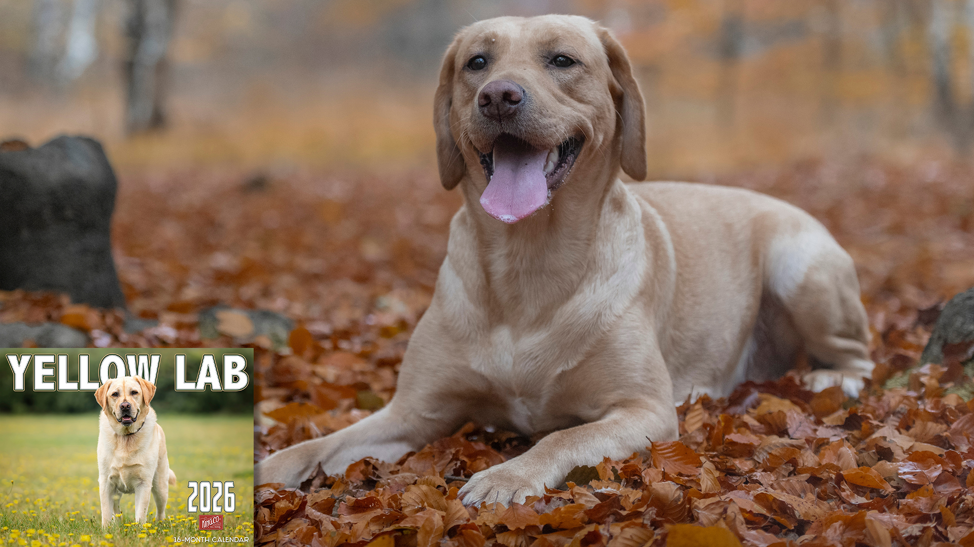 thumbnail video image 2 of 2026 Yellow Labrador Dog Wall Calendar 16-Month X-Large Size 14x22, Monthly Calendar for Home or Office, by The KING Company-Monster Calendars, 2 of 7