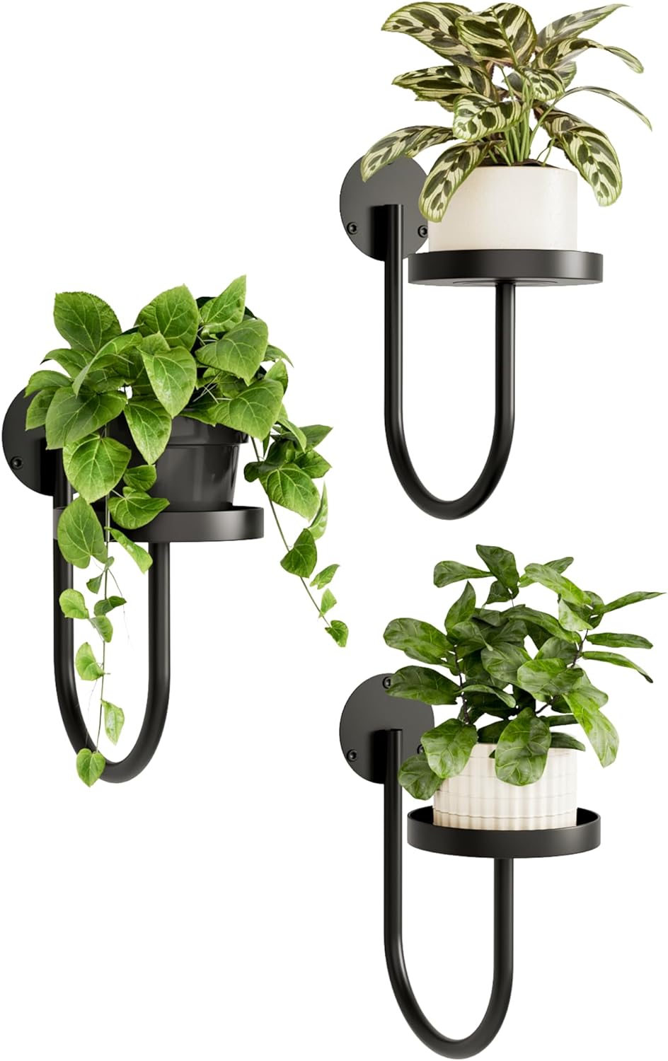 thumbnail video image 2 of KEMEINILI Wall Plant Holder 3-Pack Wall Planters for Indoor Plants Plant Hanger Indoor Window Plant Shelves Hanging Plant Holder Window Plant Hanger Plant Deco（Black）, 2 of 7
