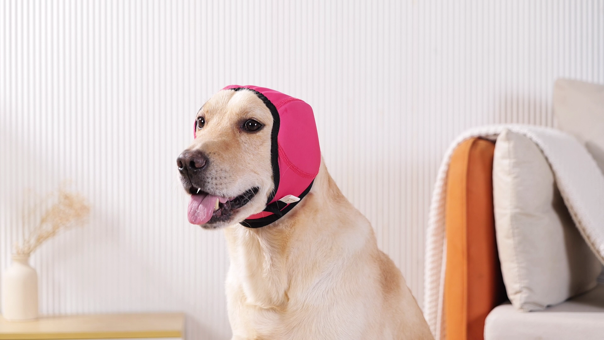 thumbnail video image 2 of ROZKITCH Dog Calming Hoodie Adjustable No Shake Ear Wraps for Dogs Anxiety Relief & Noise Protection Pet Ear Cover Muffs for Swimming Firework Grooming Thunderstorms Bathing,Rosered,S, 2 of 9