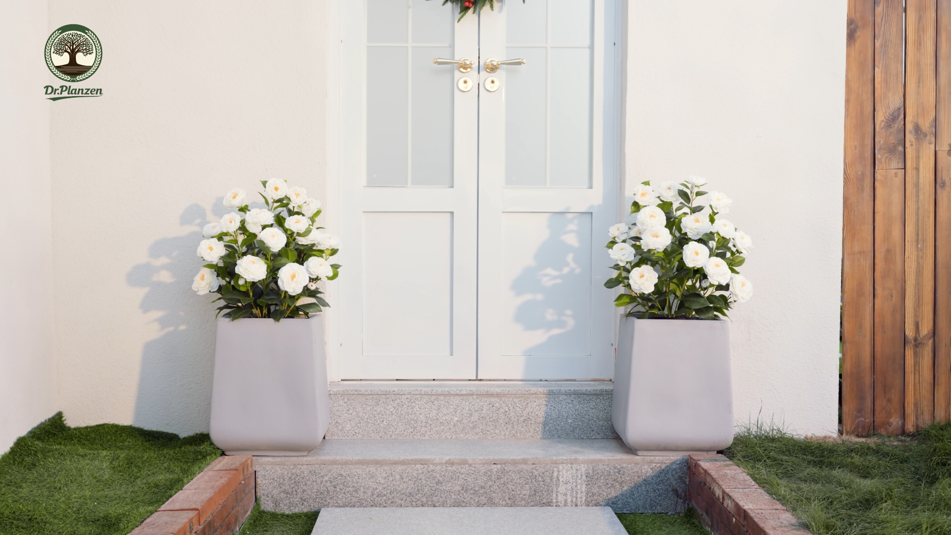 thumbnail video image 2 of DR.Planzen 2 ft Artificial Camellia Tree, Faux Camellia Plant in Pot, 24in Full White Blooms, 28 flowers & 175 leaves - indoor/outdoor decor for Entryway Front Door Covered Porch Living Room Wedding, 2 of 6