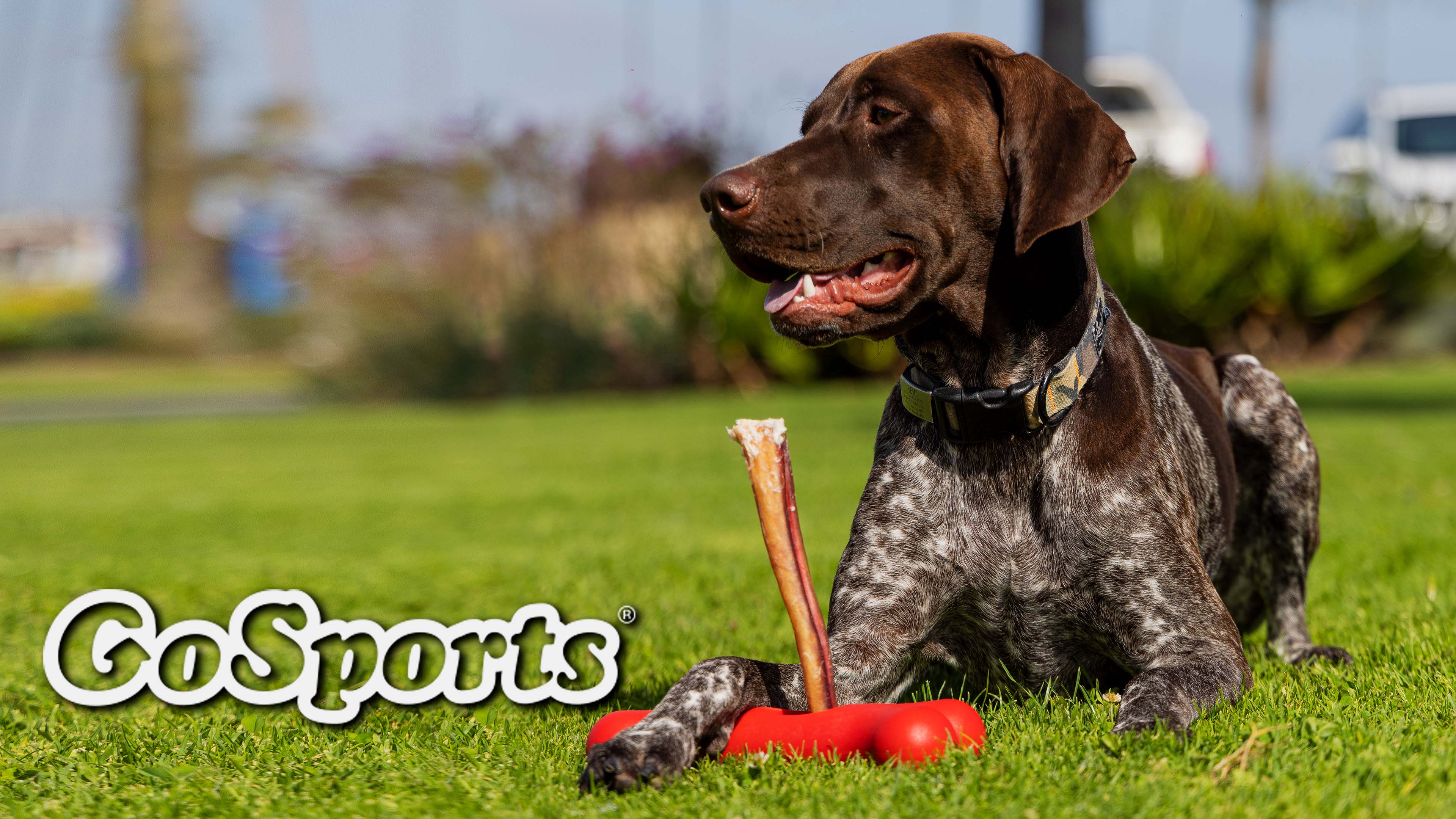 thumbnail video image 2 of GoSports Chew Champ Bully Stick Holder for Dogs - Securely Holds Bully Sticks to Help Prevent Choking - 8 Inch, 2 of 7