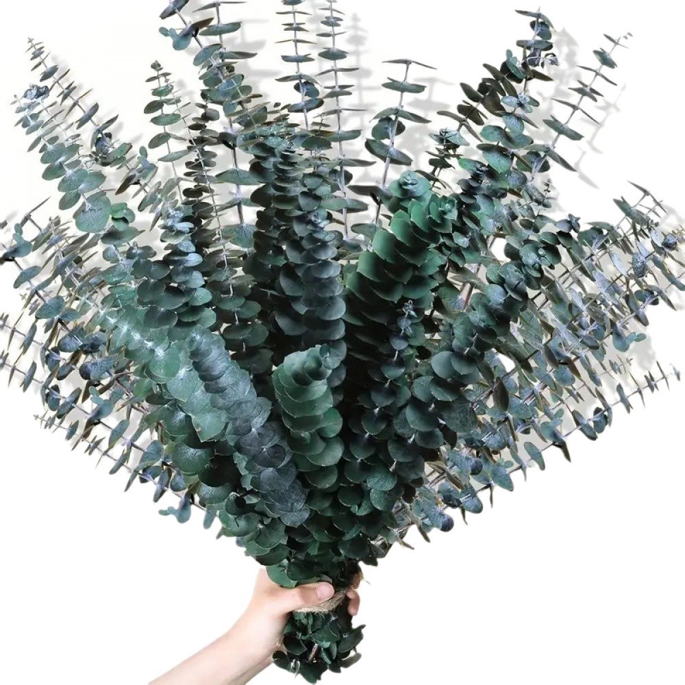 thumbnail video image 2 of Artrylin 20pcs Dried Eucalyptus for Shower,Dried Eucalyptus Bundle, Eucalyptus Stems,17 '' Preserved Eucalyptus Leaves & Aromatic for Shower,Home Wedding Decor, 2 of 8