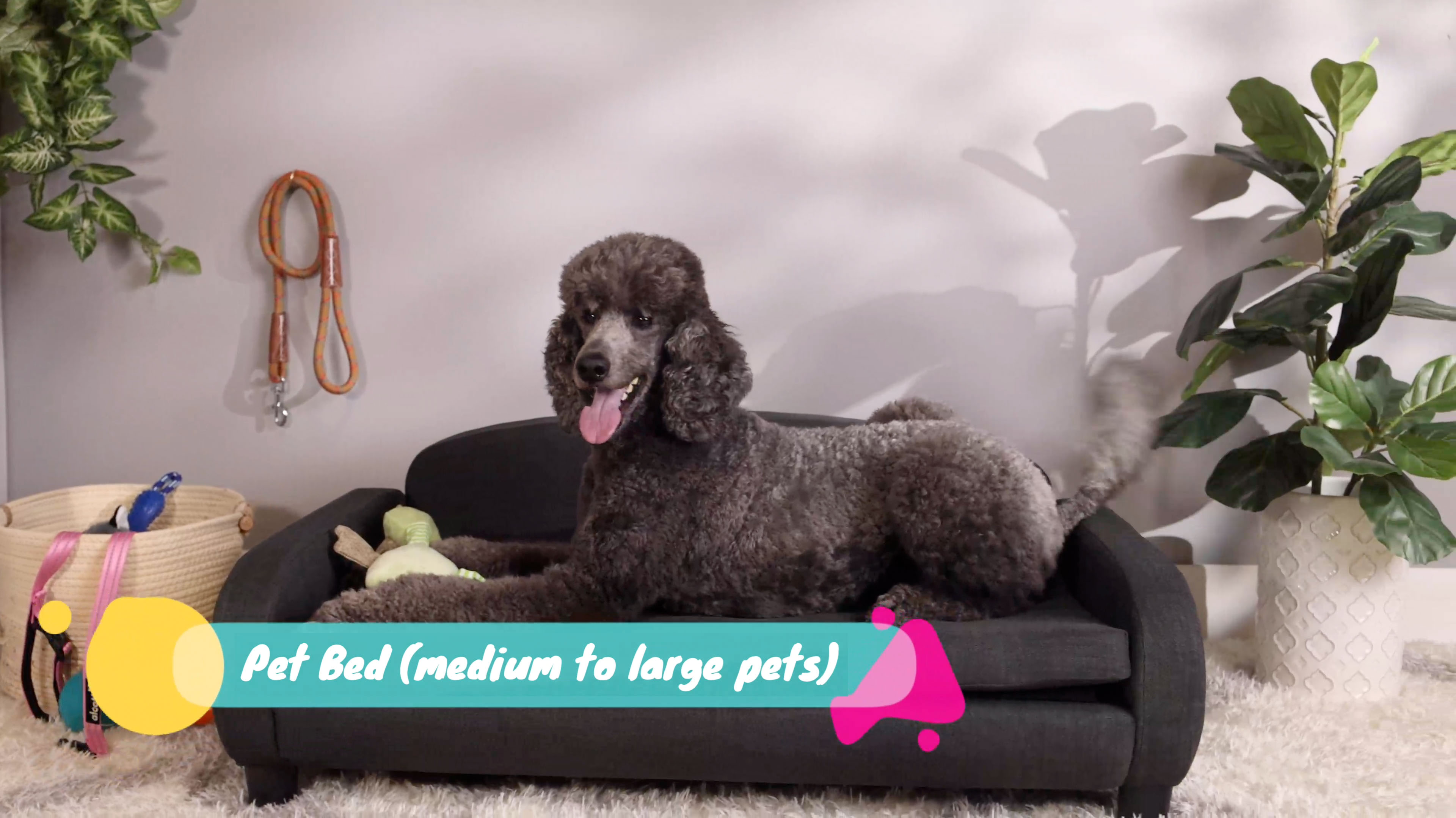 thumbnail video image 2 of Paws & Purrs Multi-Cat Sofa Bed – 41.5″ Wide Elevated Pet Couch with 3″ Foam Mattress, Removable Machine-Washable Cover – Stylish Indoor Pet Furniture for Two or More Cats and Dogs, Ash, 2 of 11