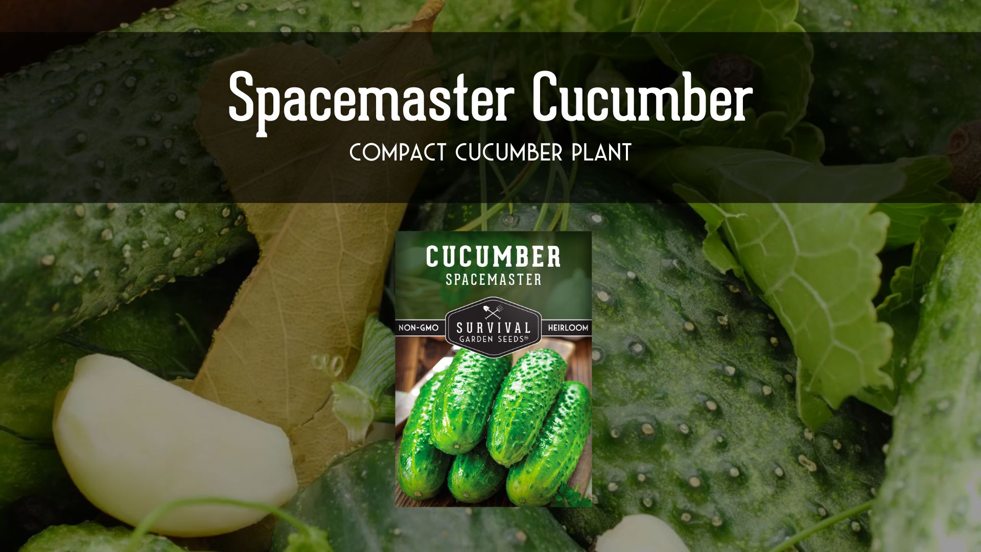 thumbnail video image 2 of 3 Packs National Pickling Cucumber - Non-GMO Heirloom Vegetable Seeds - Full Sun Annual, 2 of 8