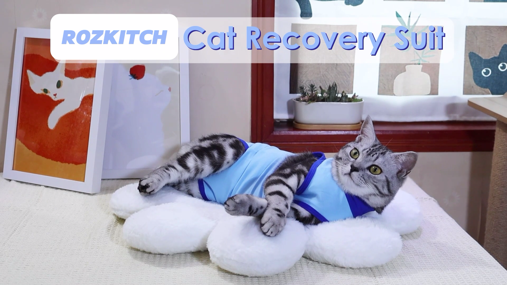 thumbnail video image 2 of ROZKITCH Soft Cat Recovery Suit Cat Onesie after Surgery with Hook and Loop Cat Cone Alternative Wound Protection Post-Surgery Skin Diseases, Blue, L, 2 of 8