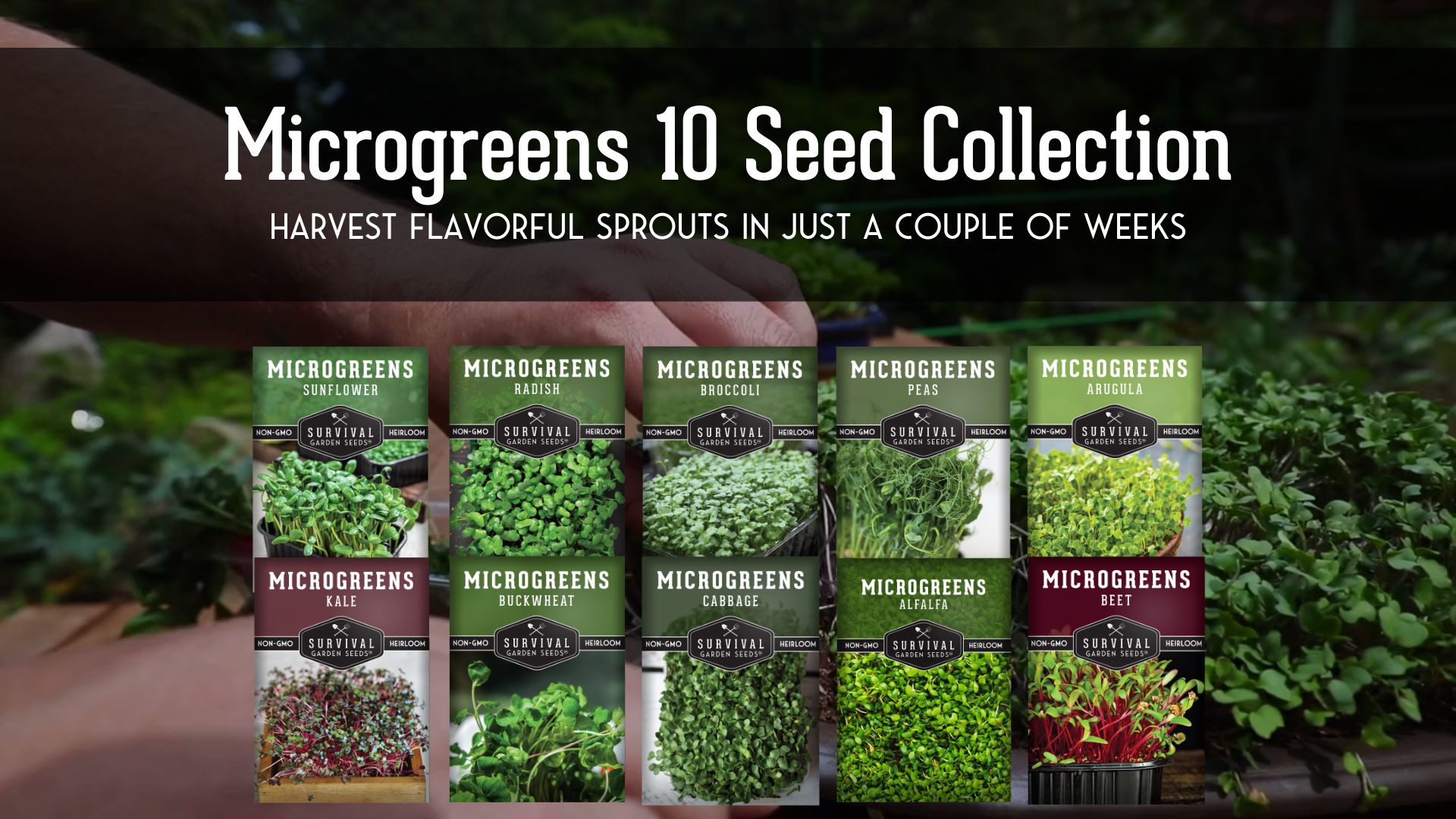 thumbnail video image 2 of 10 Variety Pack Microgreens Seeds - Nutritious Sprouting Vegetables (Annual), 2 of 8